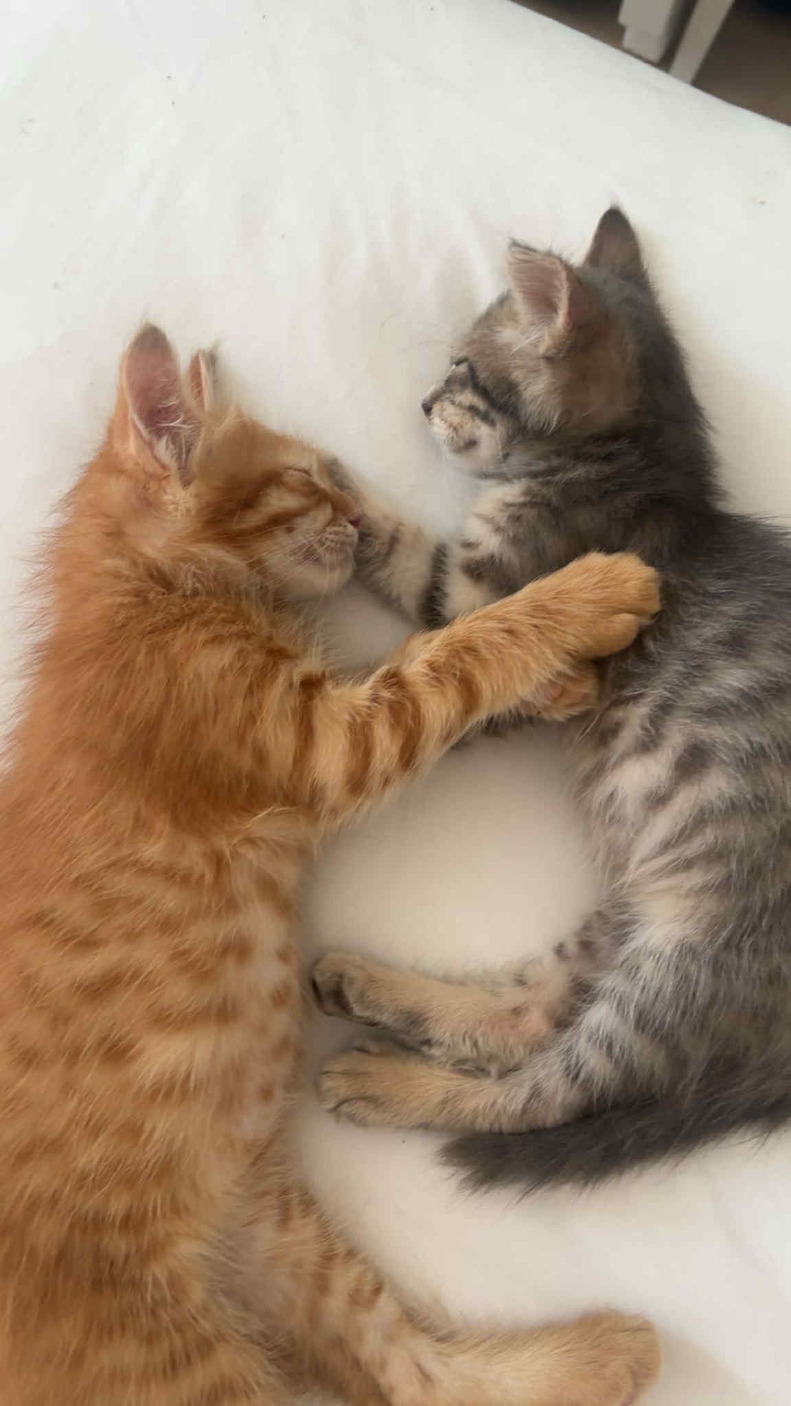 Simba & Nala’s rescue story & fundraiser campaign photo, 7 of 8