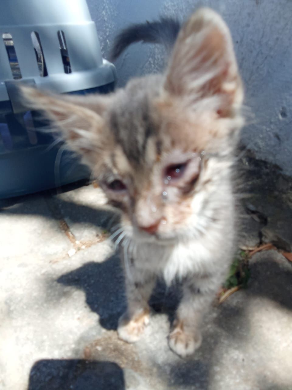 Simba & Nala’s rescue story & fundraiser campaign photo, 2 of 8