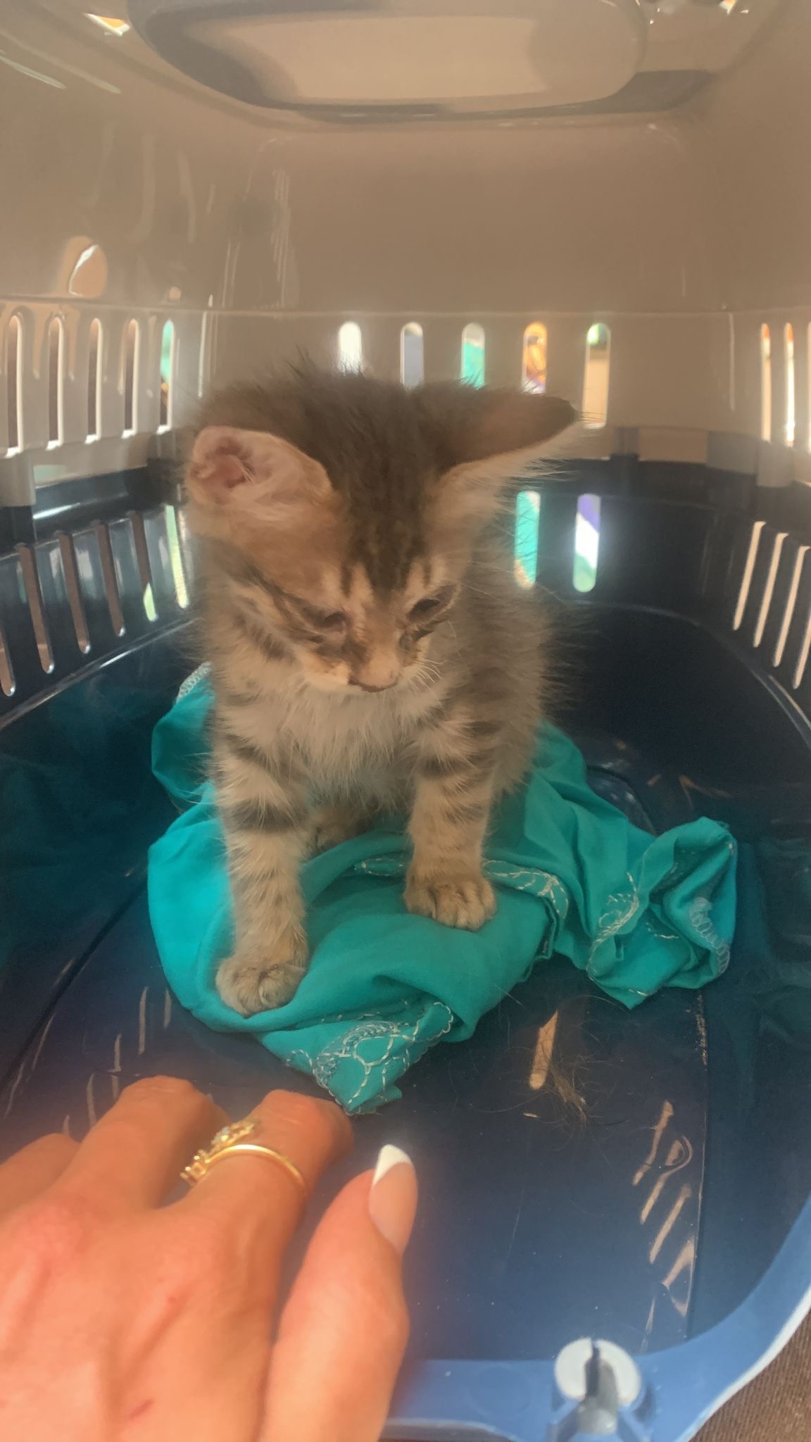 Simba & Nala’s rescue story & fundraiser campaign photo, 6 of 8