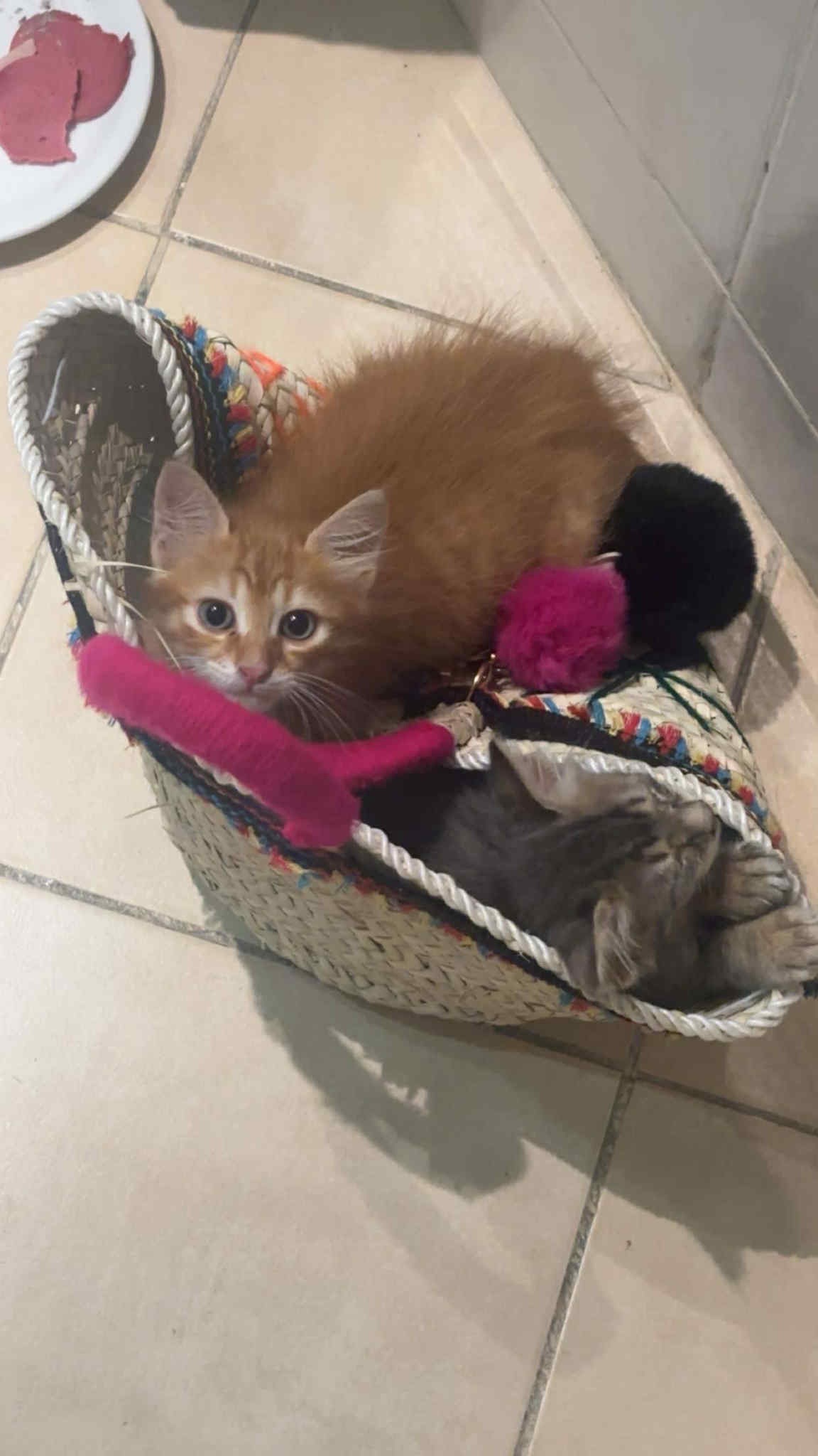 Simba & Nala’s rescue story & fundraiser campaign photo, 5 of 8