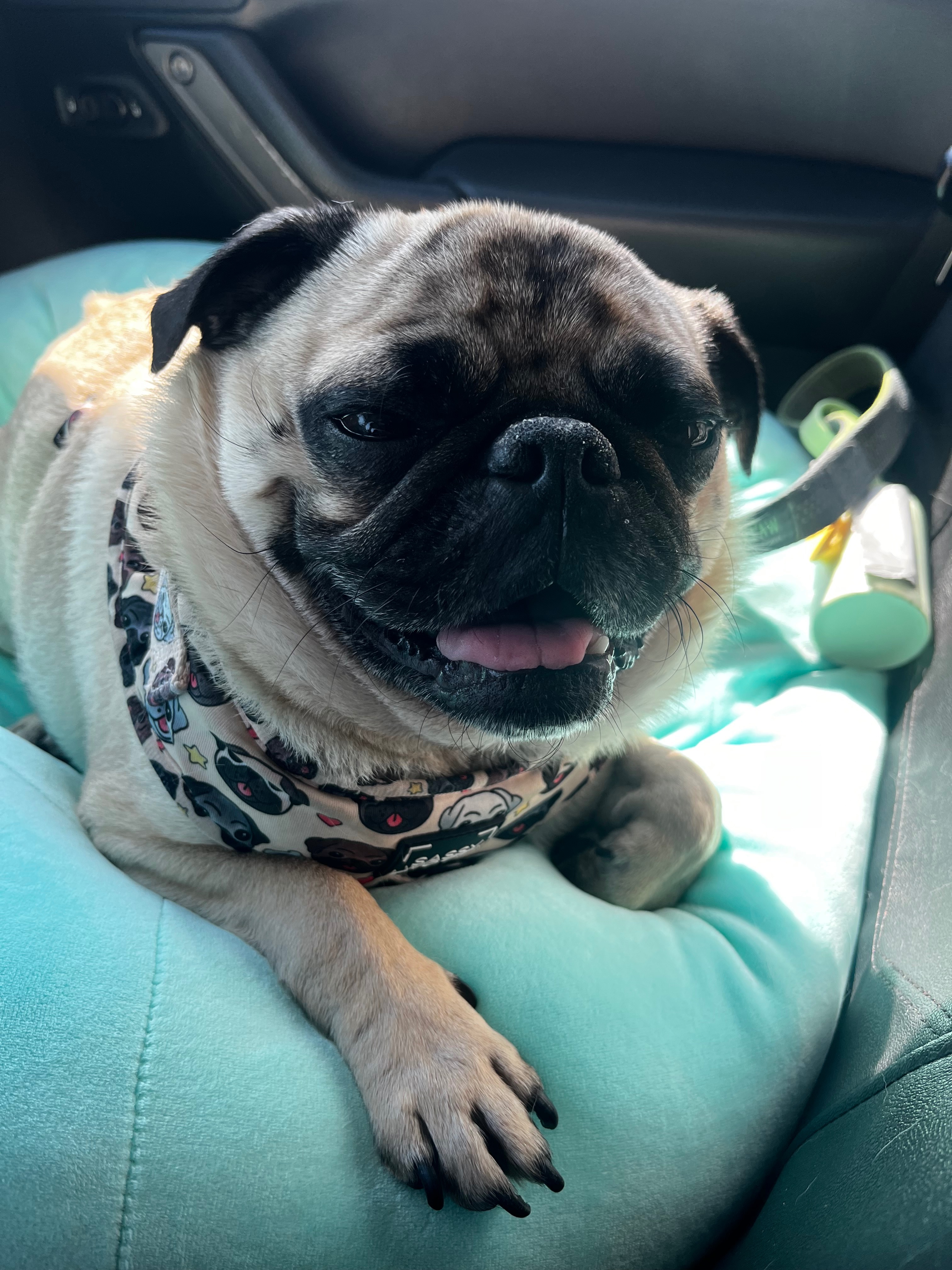 Monk's Emergency Vet Bills Need Your Help campaign photo, 2 of 4
