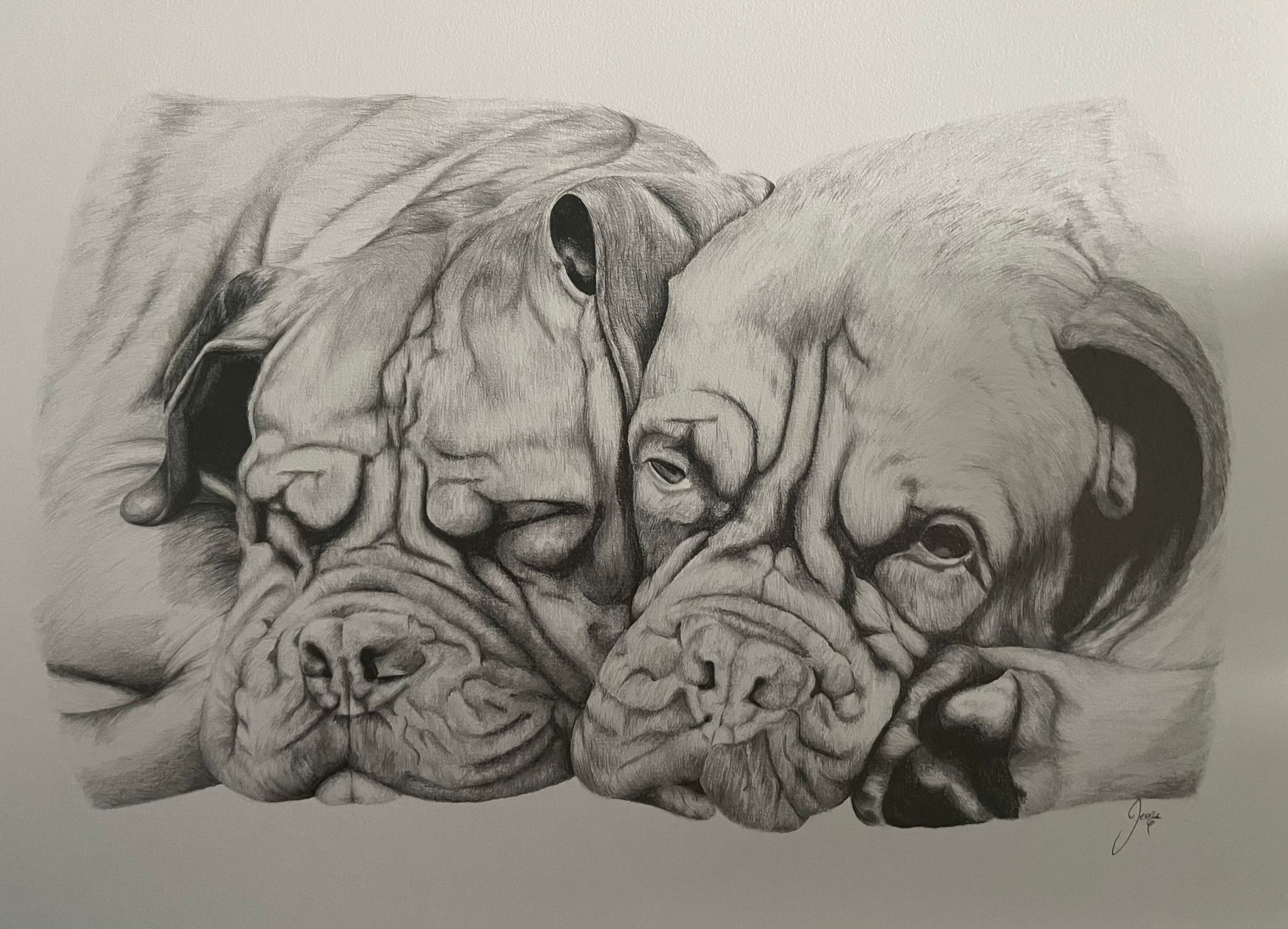 Dogue De Bordeaux Welfare campaign photo, 2 of 4