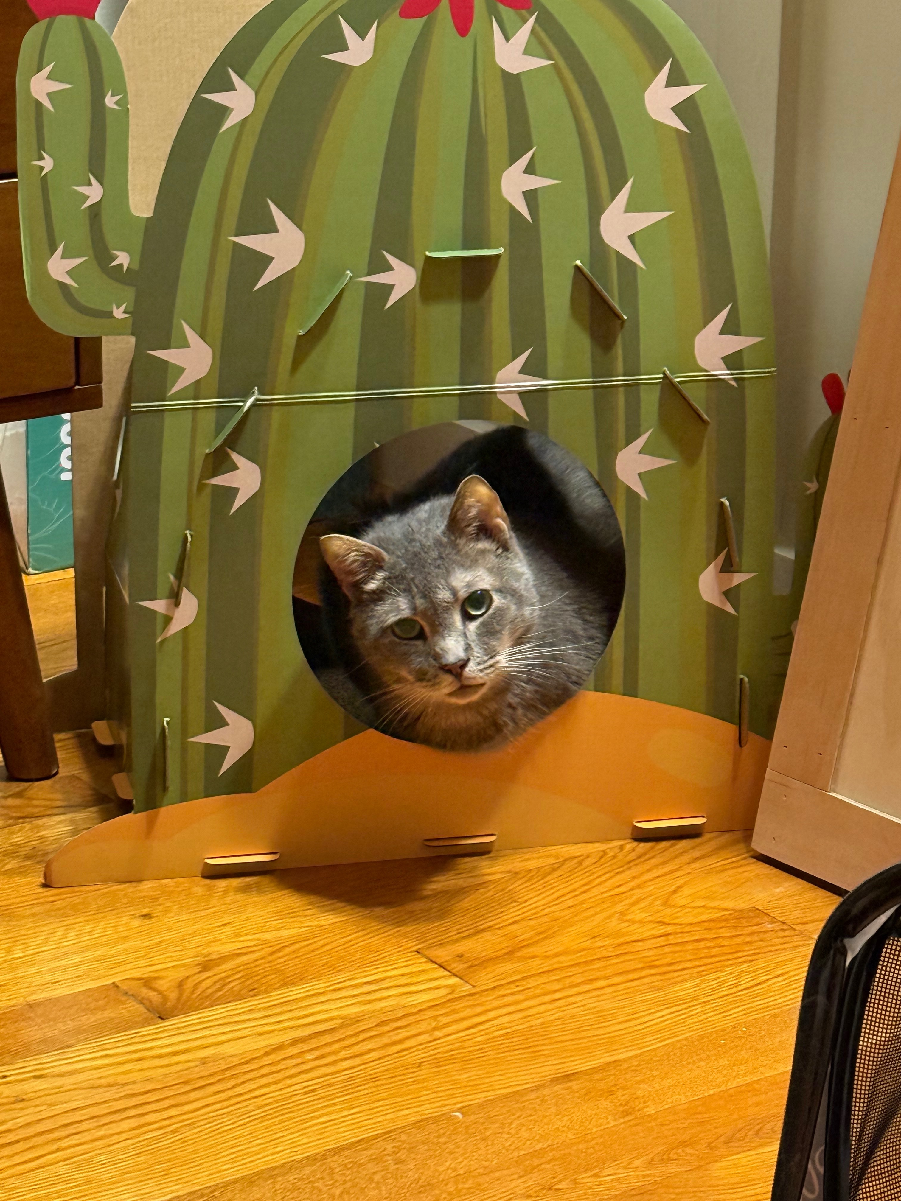 Drax the derpy and now toothless kitty campaign photo, 7 of 8