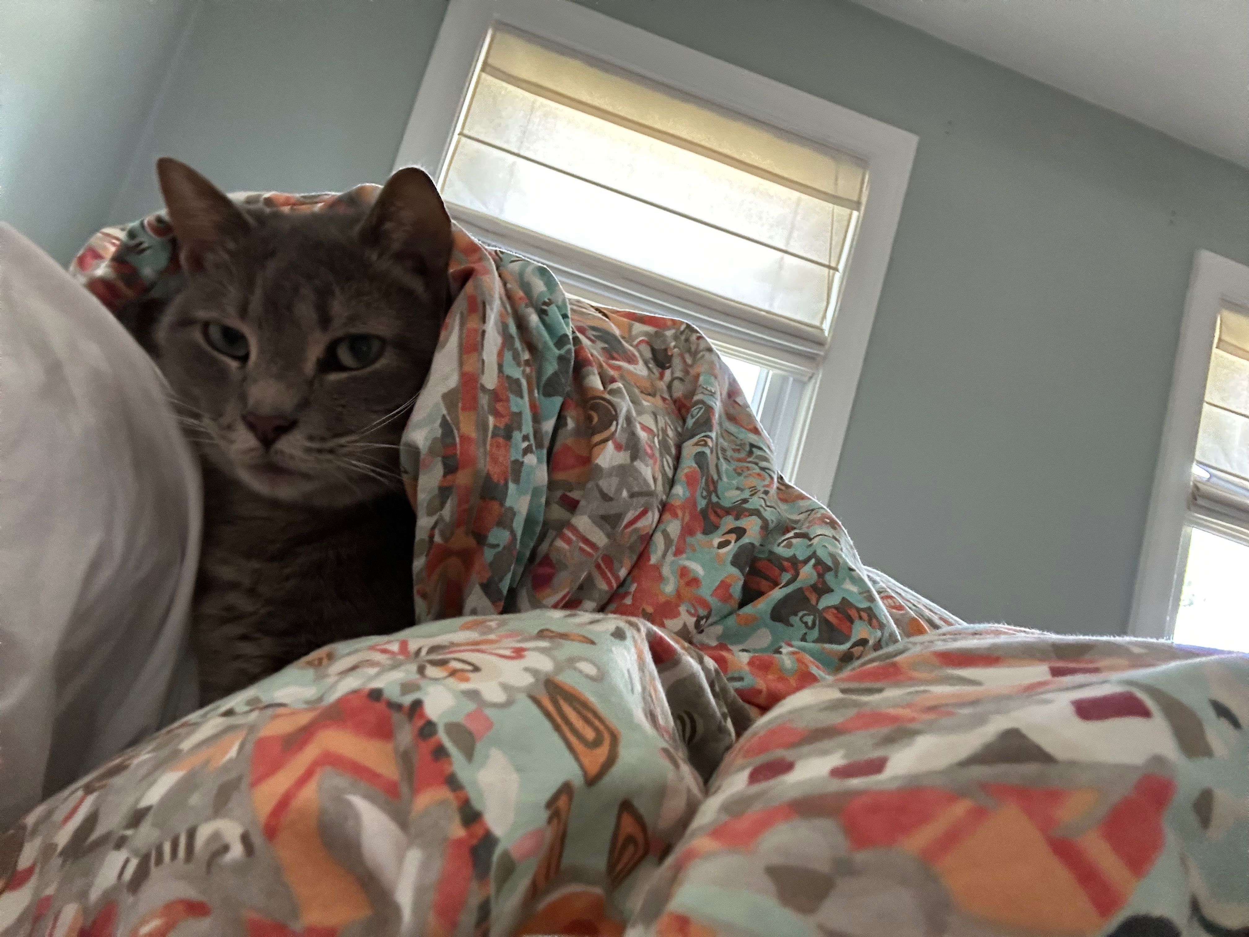 Drax the derpy and now toothless kitty campaign photo, 2 of 8