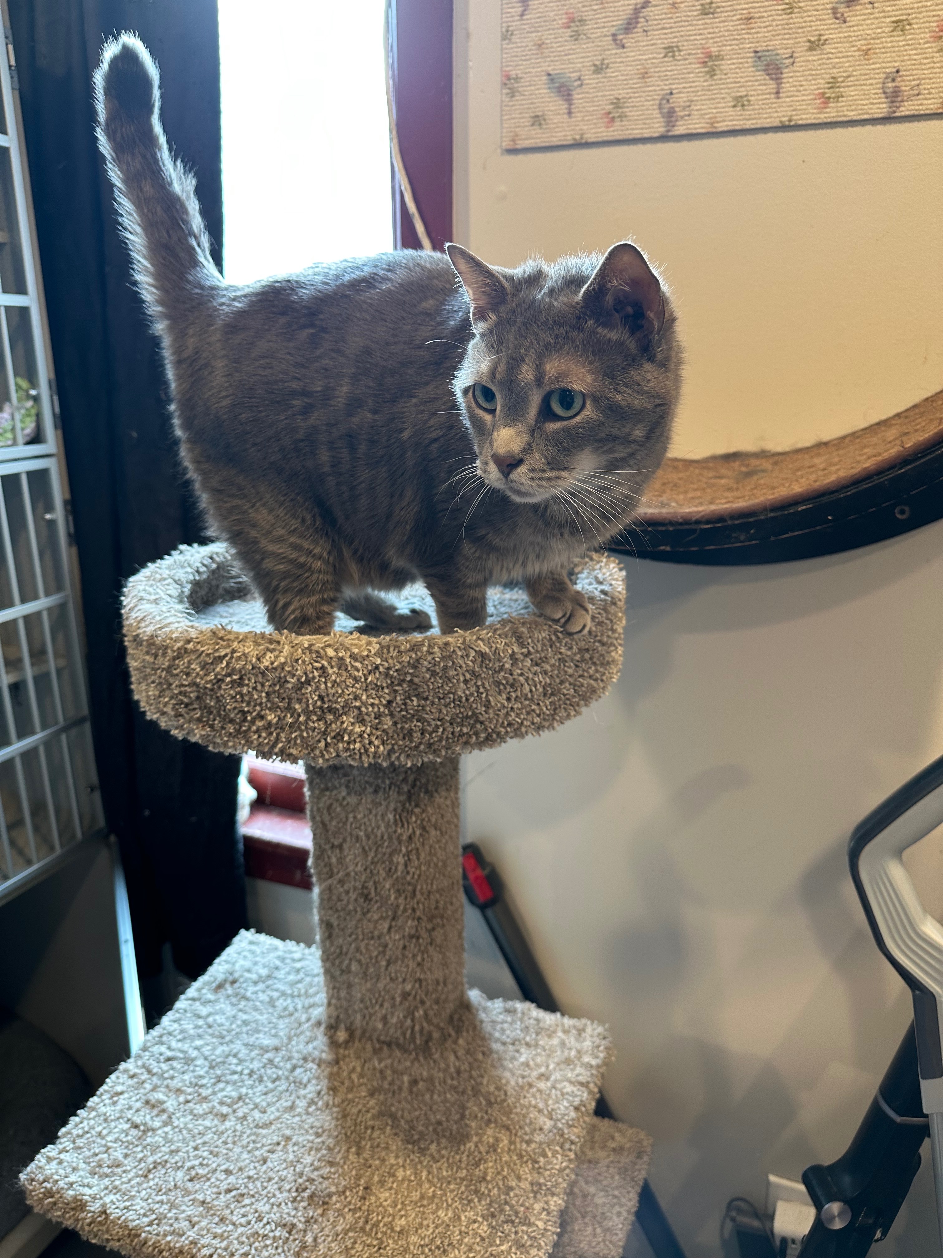 Drax the derpy and now toothless kitty campaign photo, 4 of 8