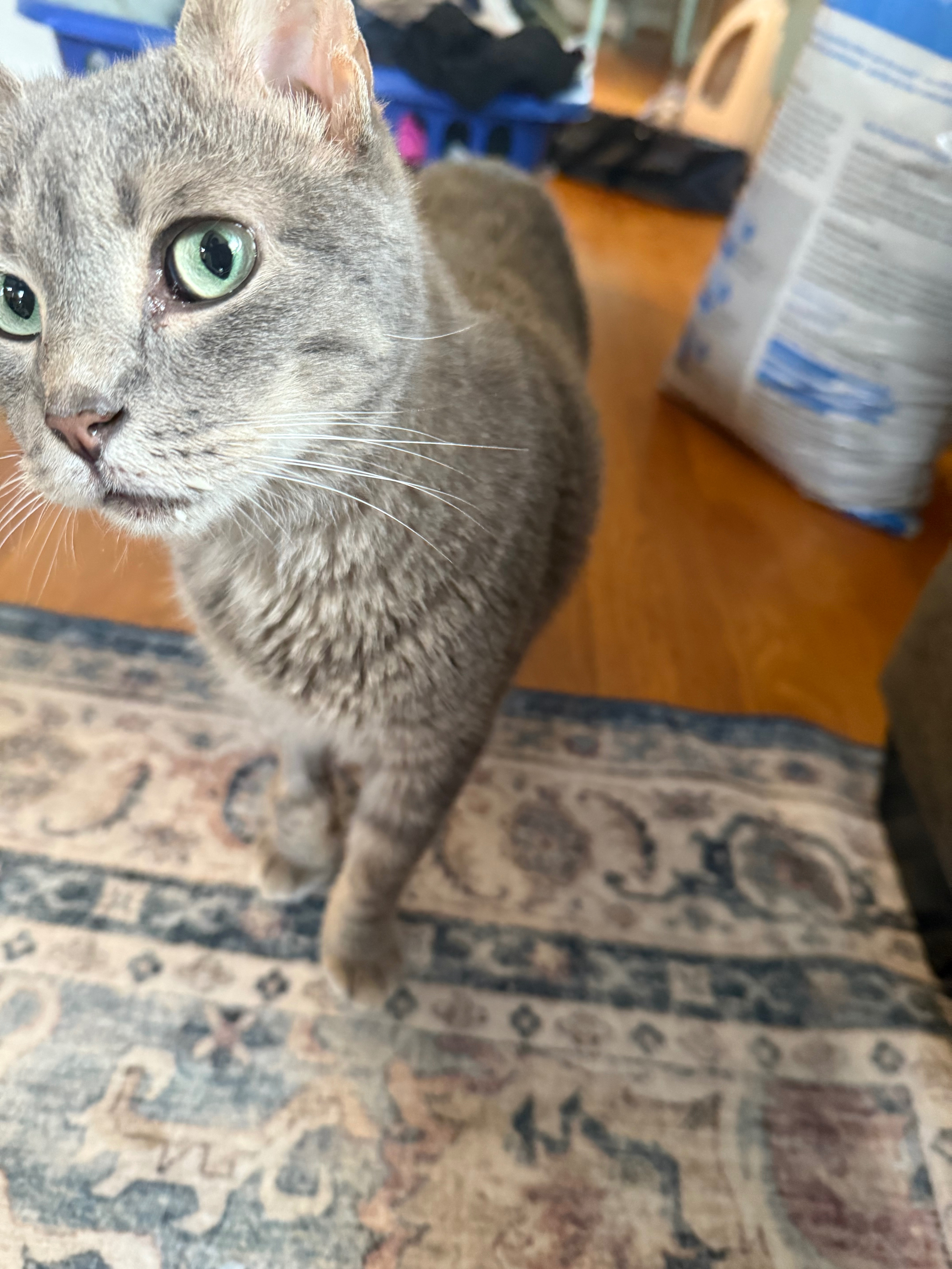 Drax the derpy and now toothless kitty campaign photo, 5 of 8