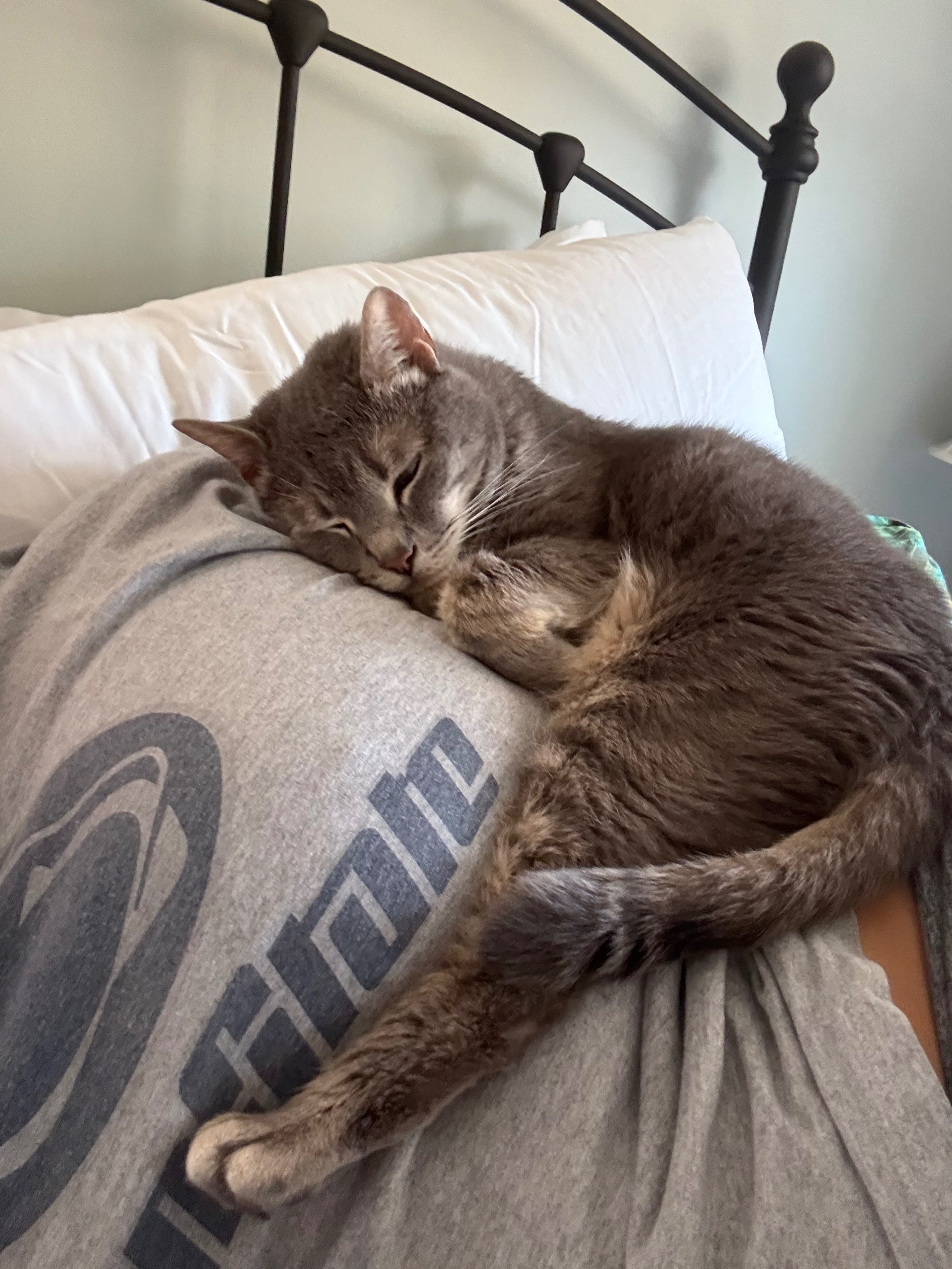 Drax the derpy and now toothless kitty campaign photo, 6 of 8