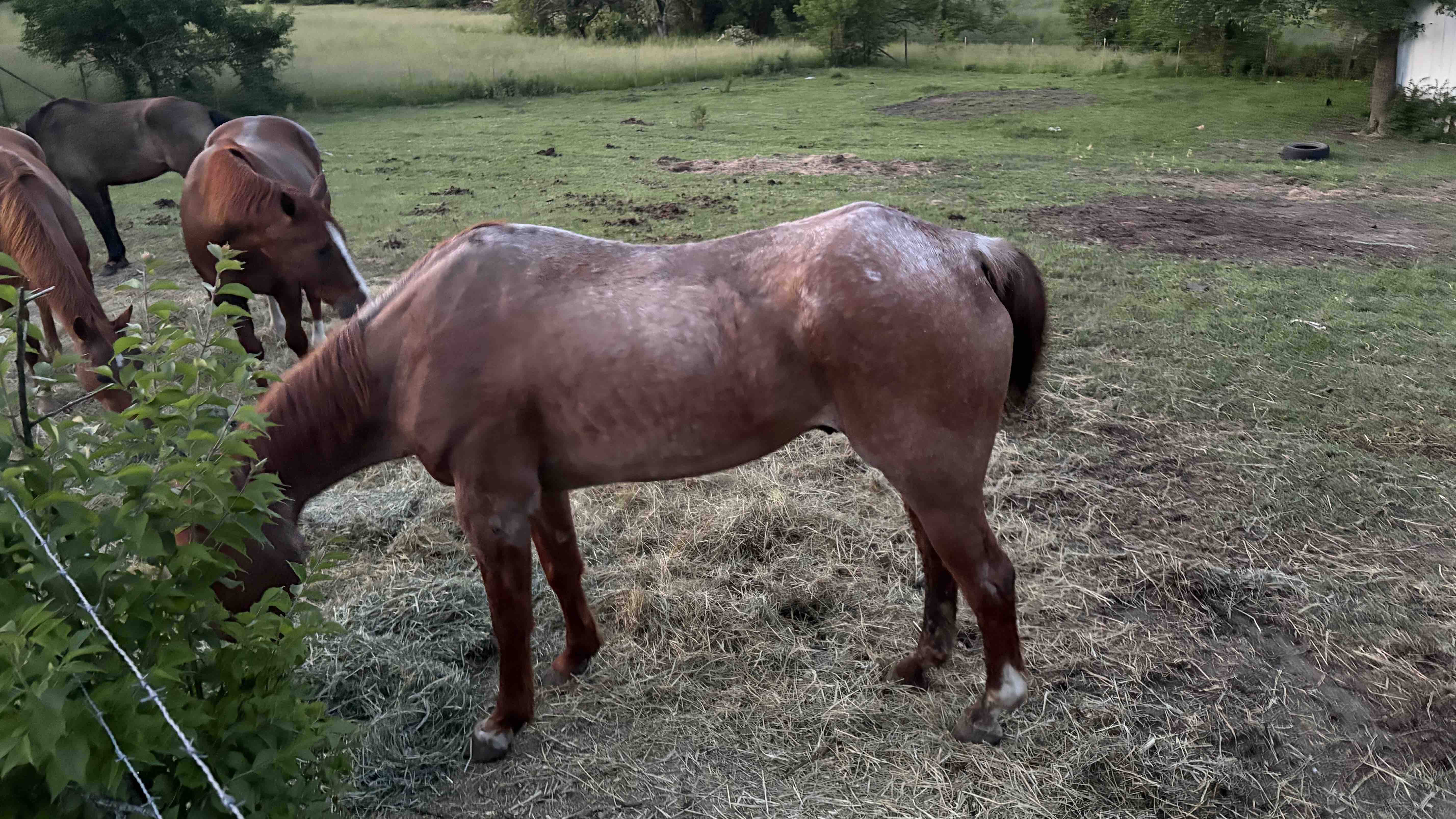 Give Horses a Second Chance: Support Our Mission photo