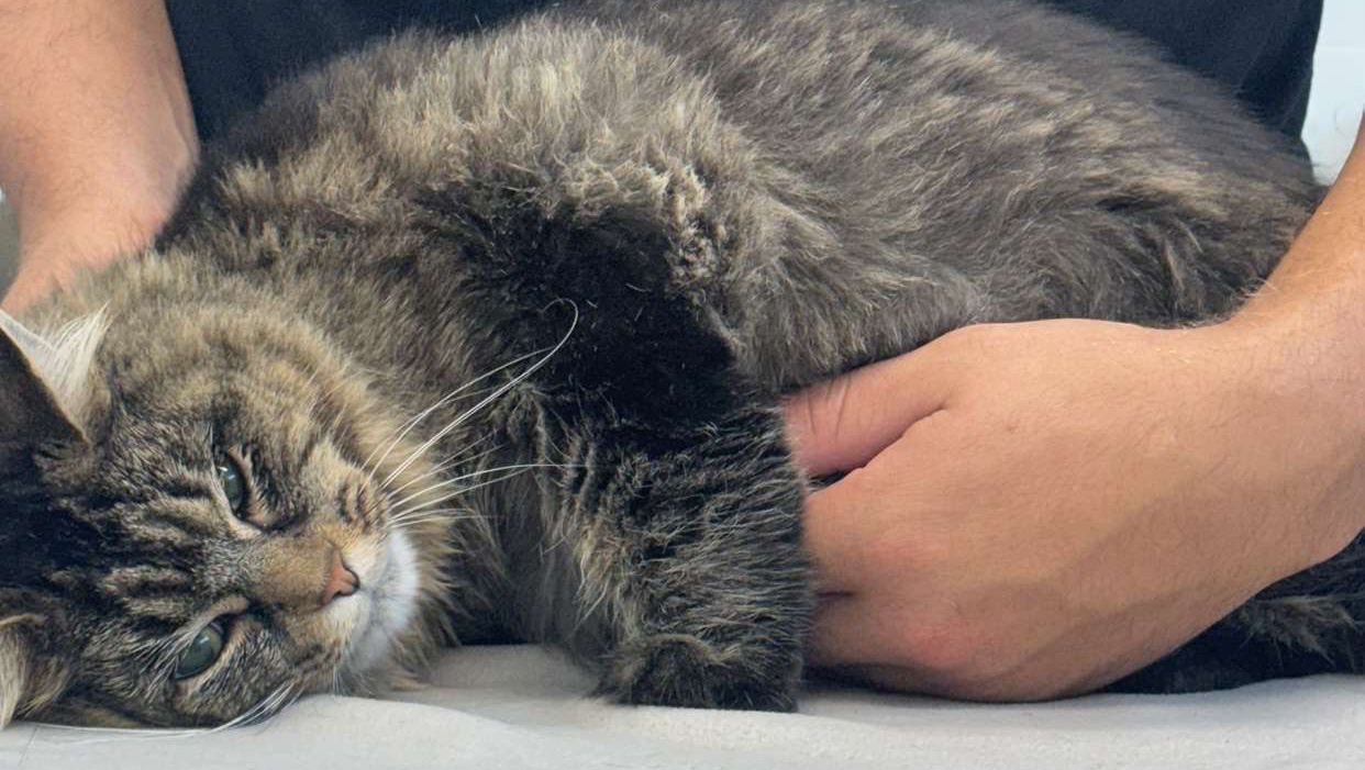Help My Cat Walk Again – Urgent Operation After Fall photo