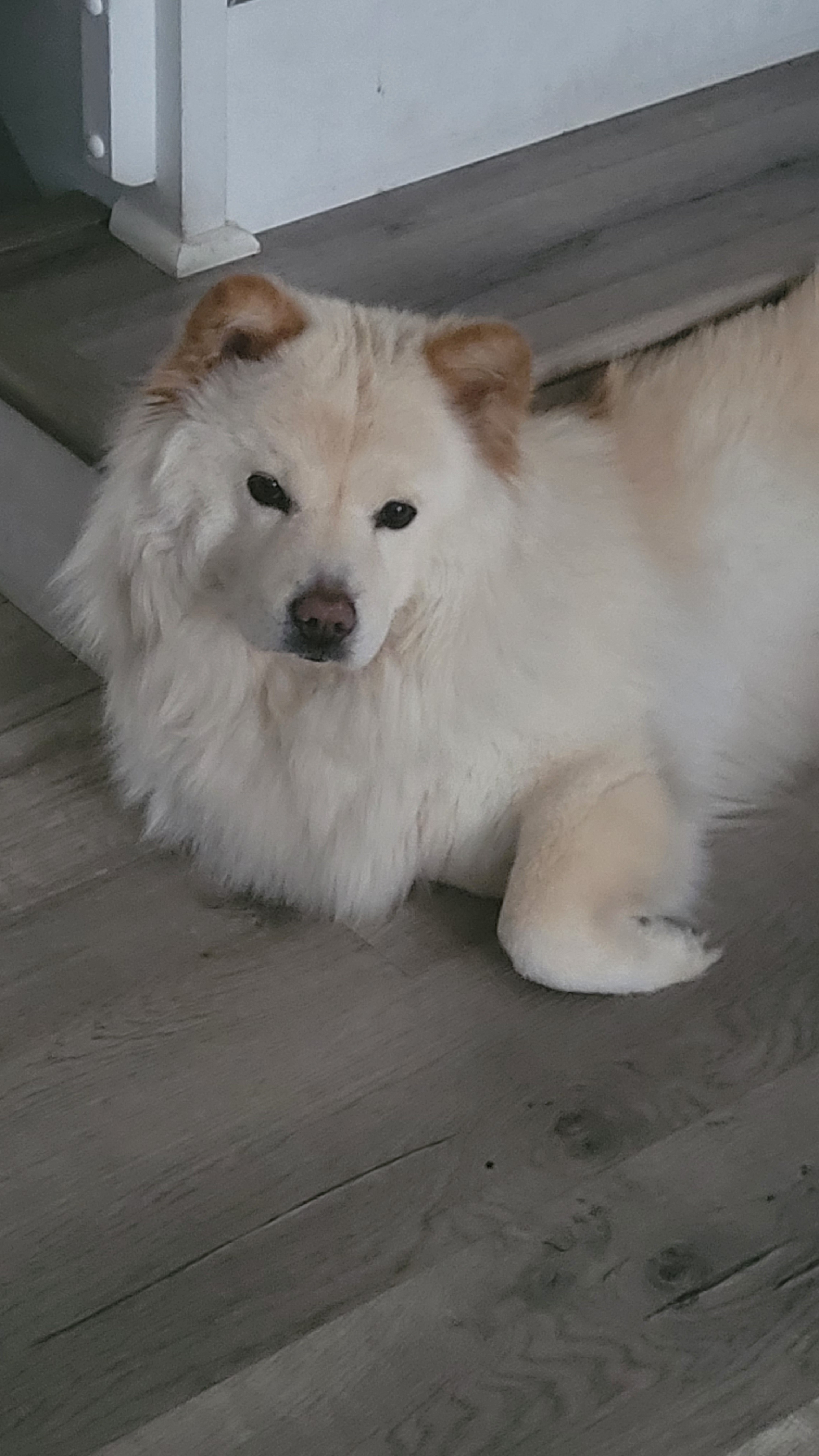 Urgent Surgery Needed for Family Dog campaign photo, 6 of 7