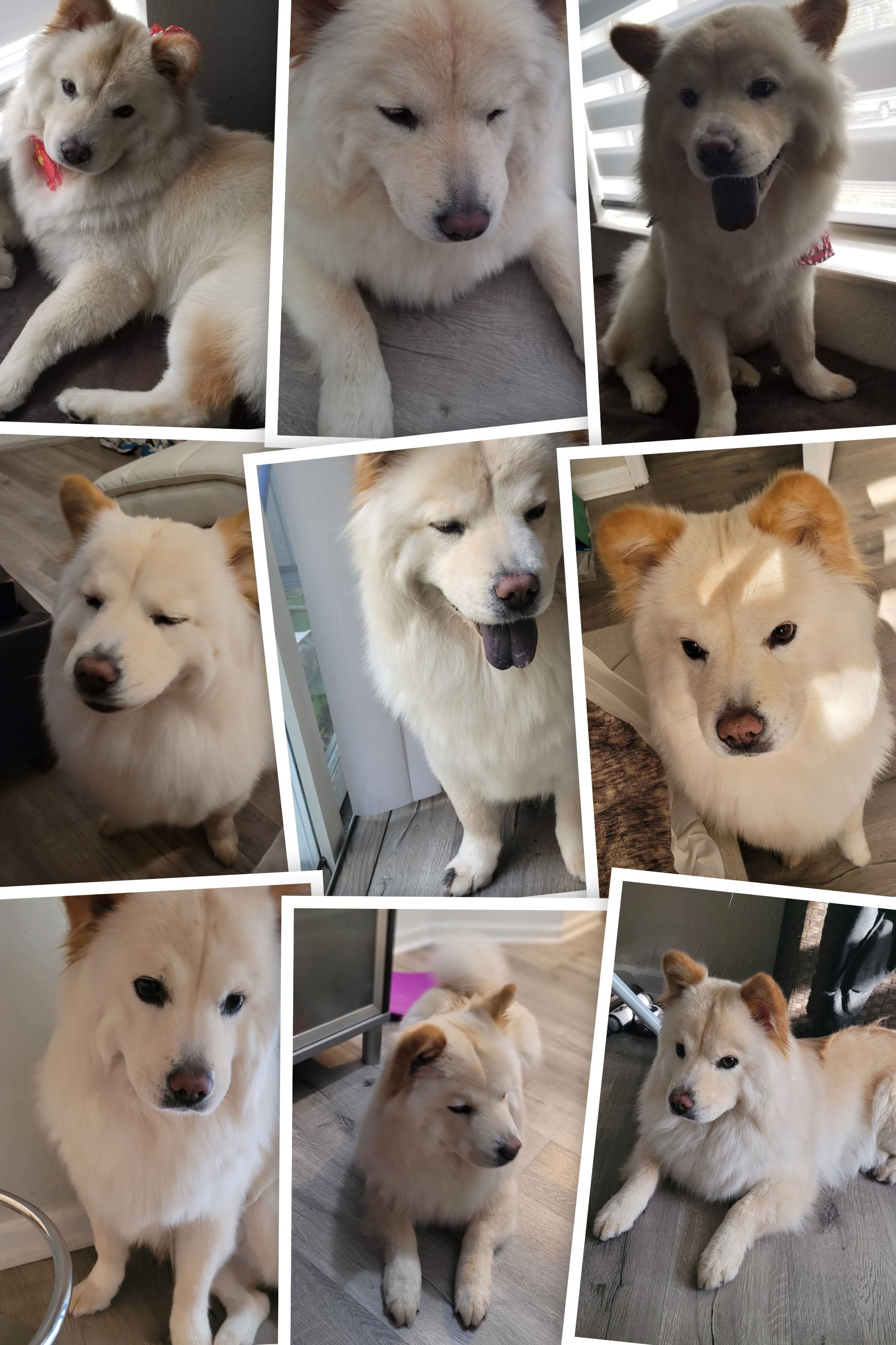 Urgent Surgery Needed for Family Dog campaign photo, 2 of 7