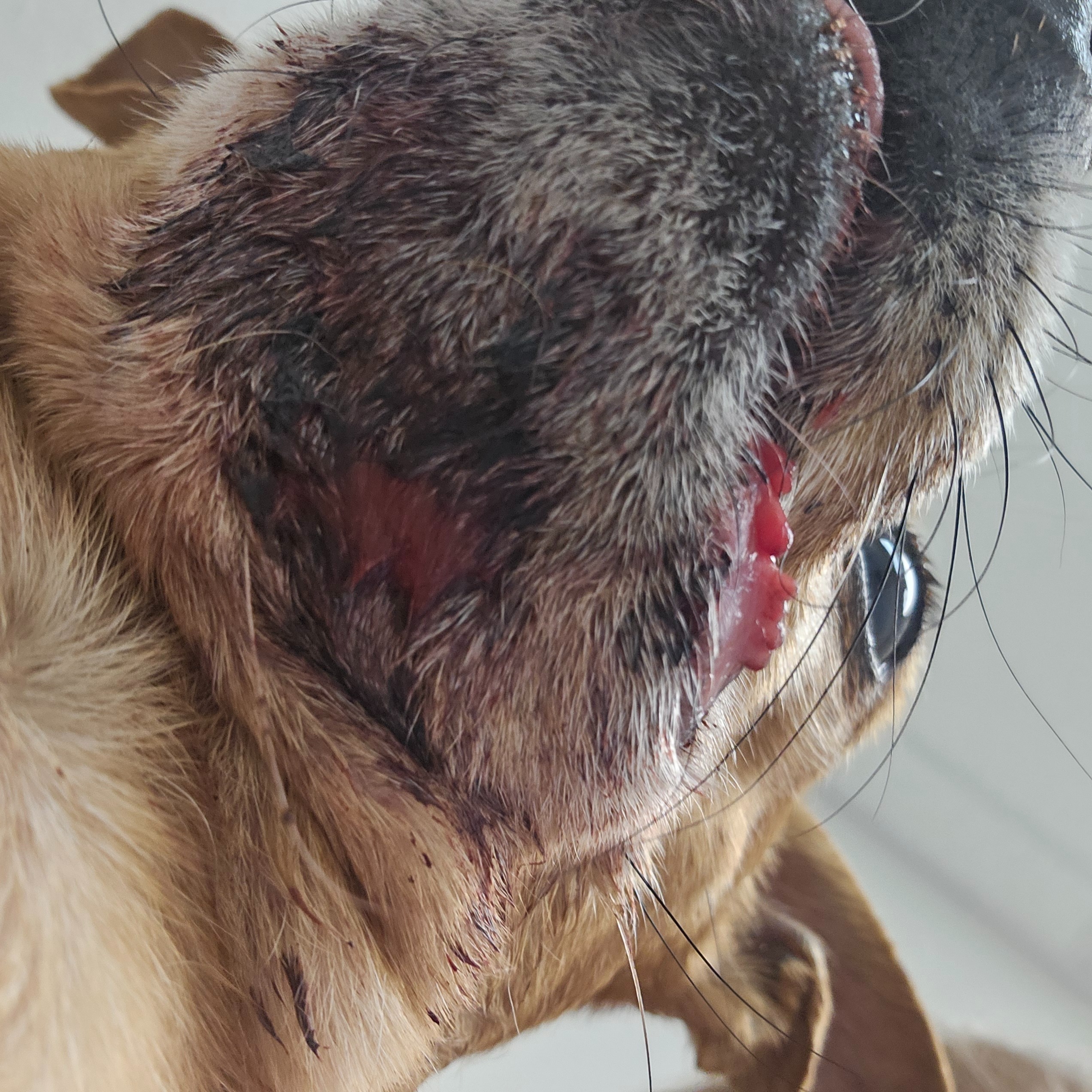 Support Jack's Surgery and Healing Journey campaign photo, 7 of 8