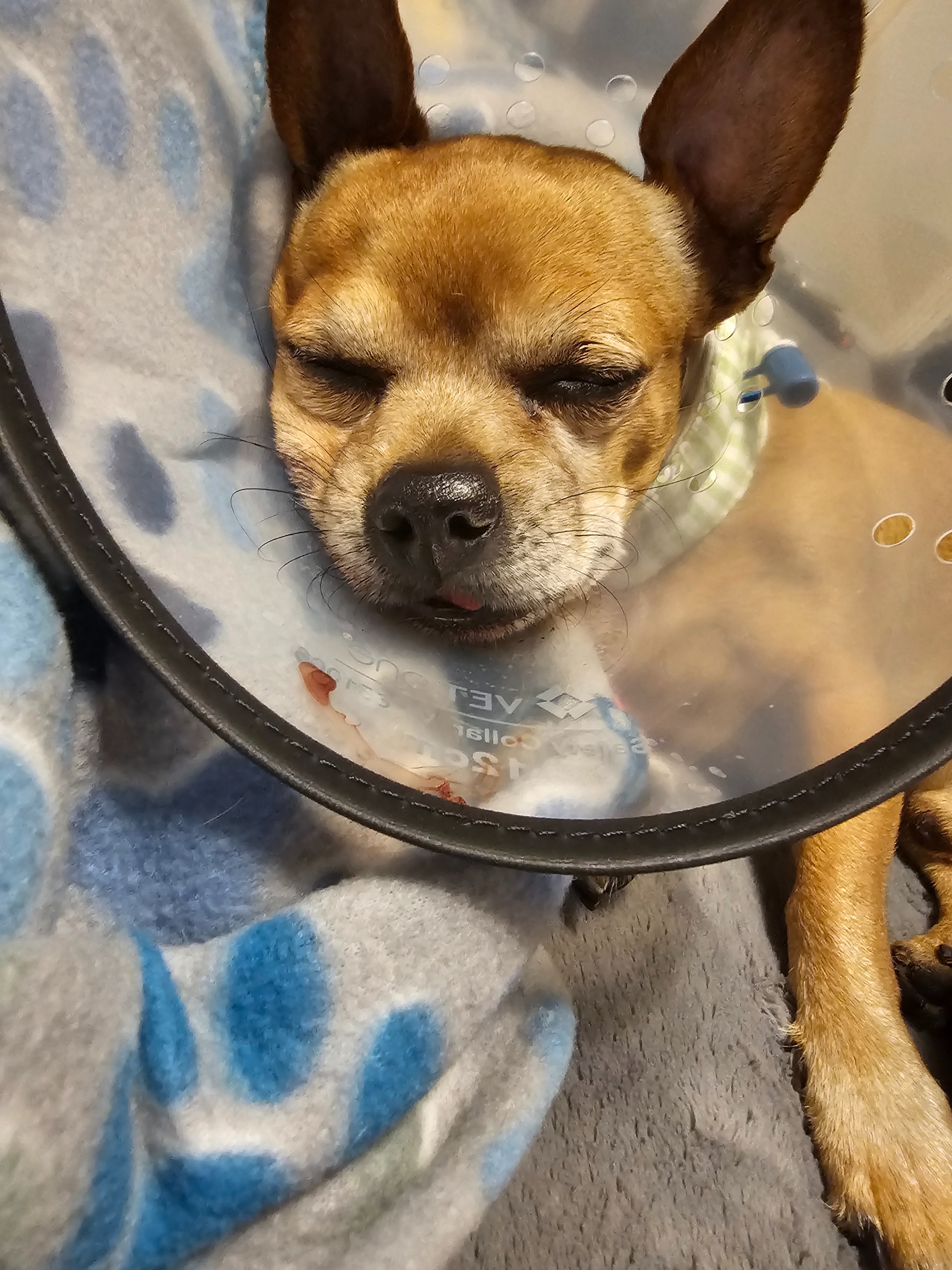 Support Jack's Surgery and Healing Journey campaign photo, 2 of 8