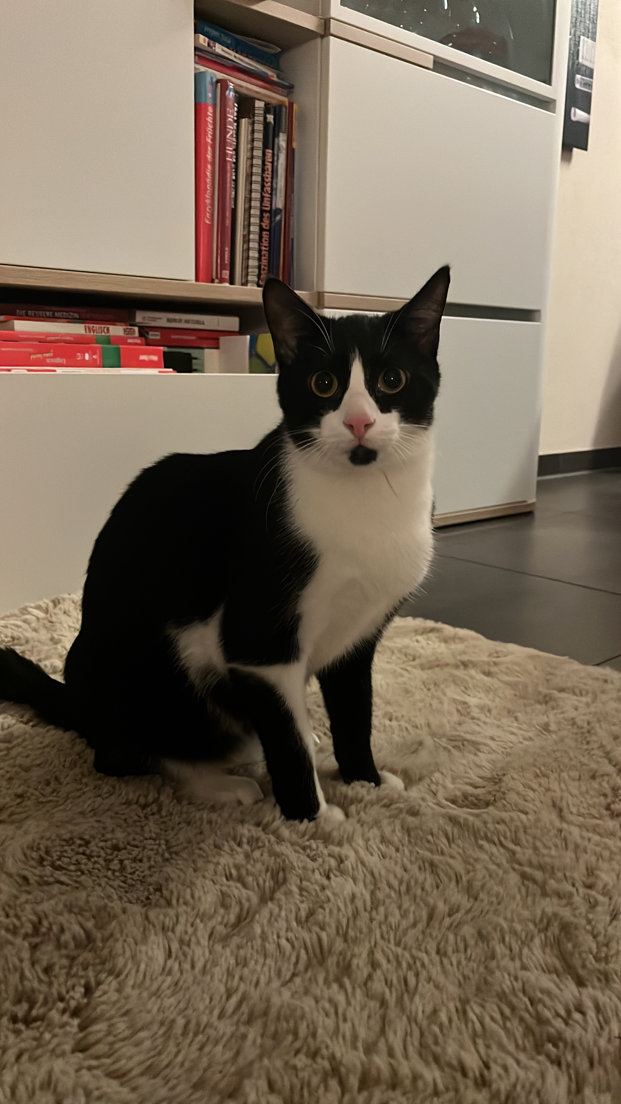 Frische Eltern brauchen Hilfe bei Tierarztkosten campaign photo, 4 of 7