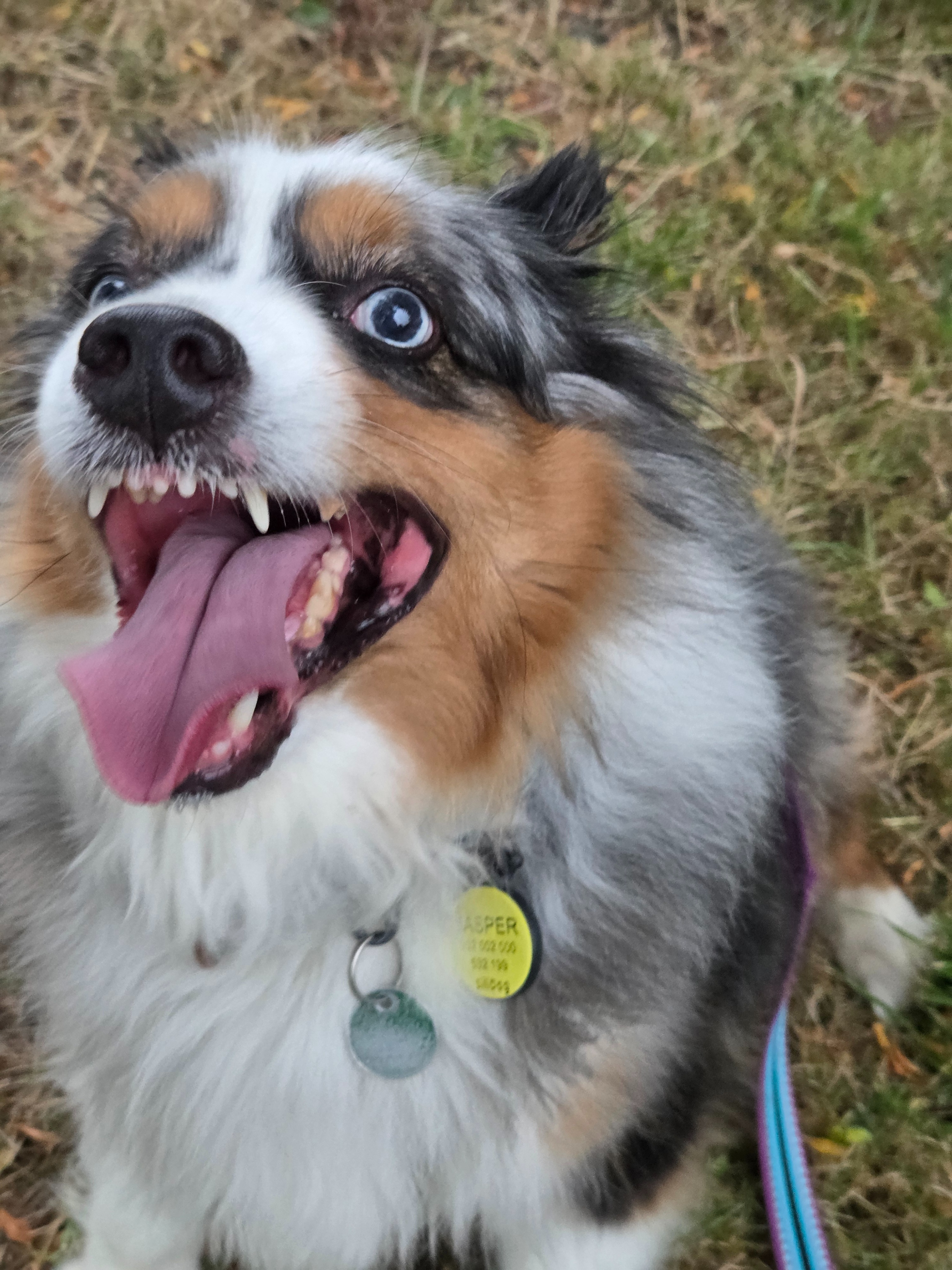 Help Barbara Heal and Care for Her Dogs campaign photo, 5 of 7