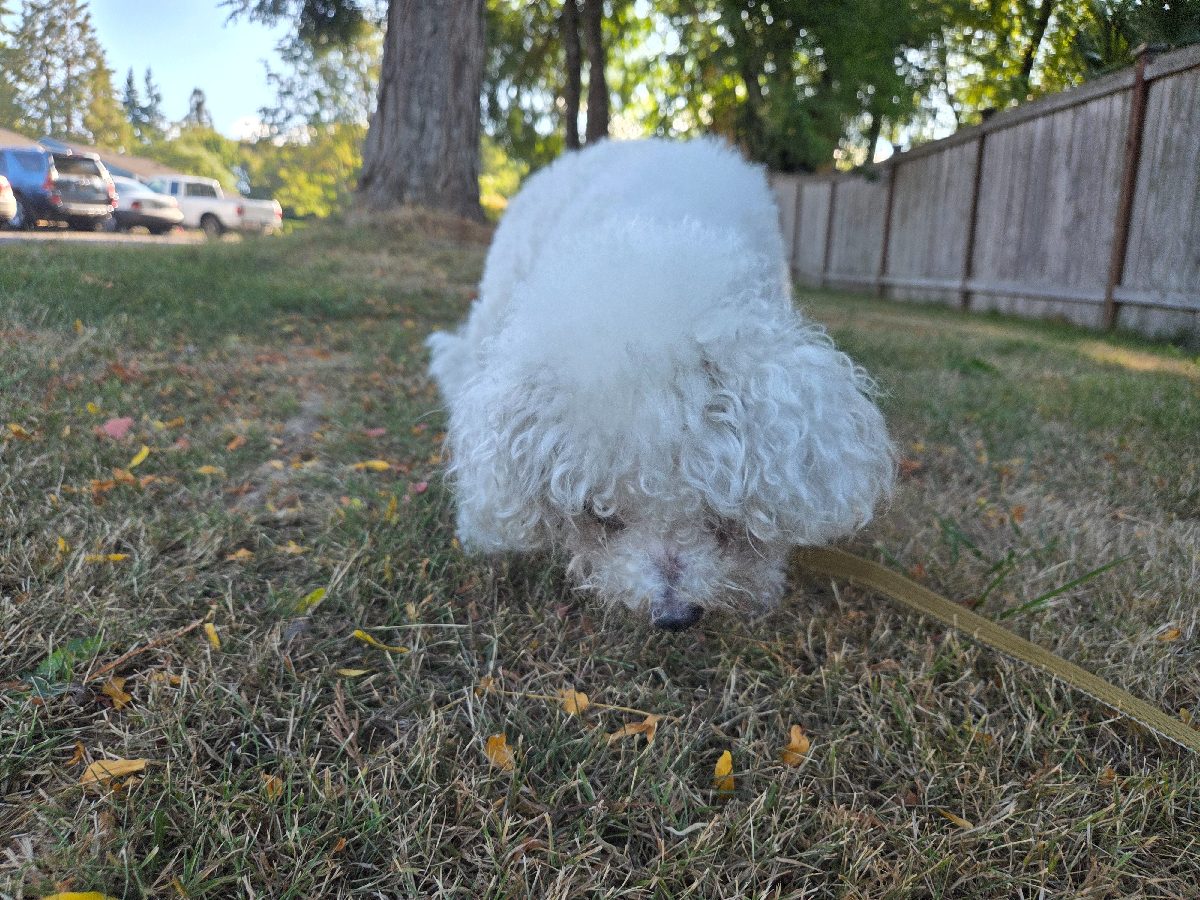 Help Barbara Heal and Care for Her Dogs campaign photo, 6 of 7