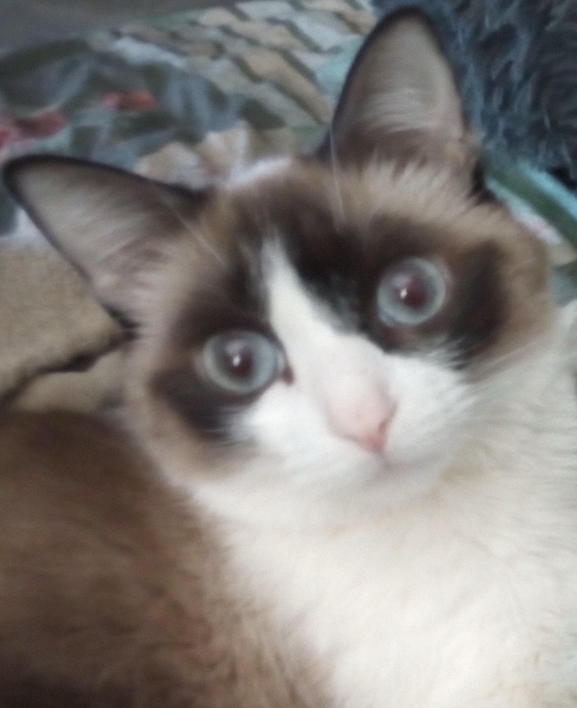 Robbie's Pets Need Critical Care Assistance campaign photo, 2 of 7
