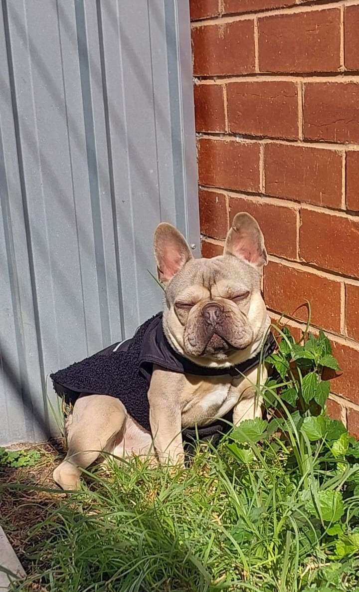 Help Theo Breathe Again: Urgent Surgery Needed campaign photo, 4 of 8