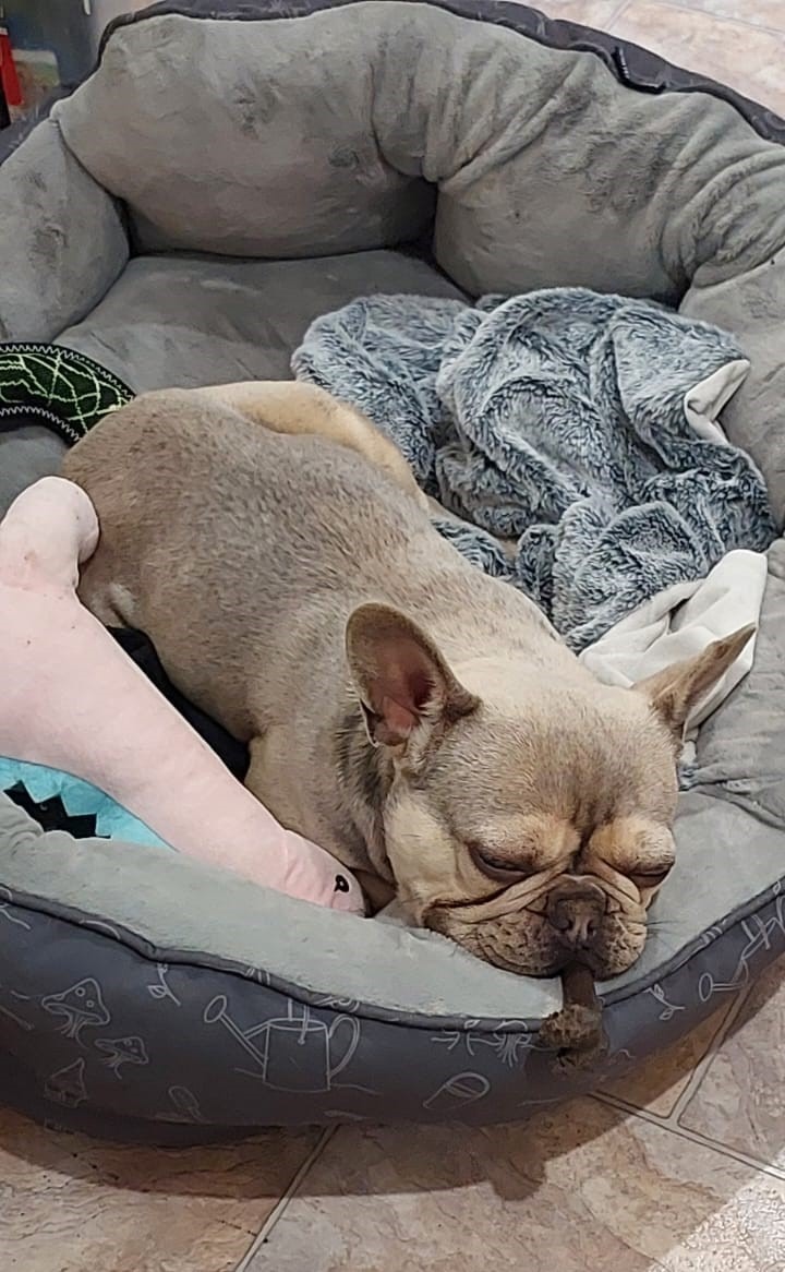 Help Theo Breathe Again: Urgent Surgery Needed campaign photo, 6 of 8