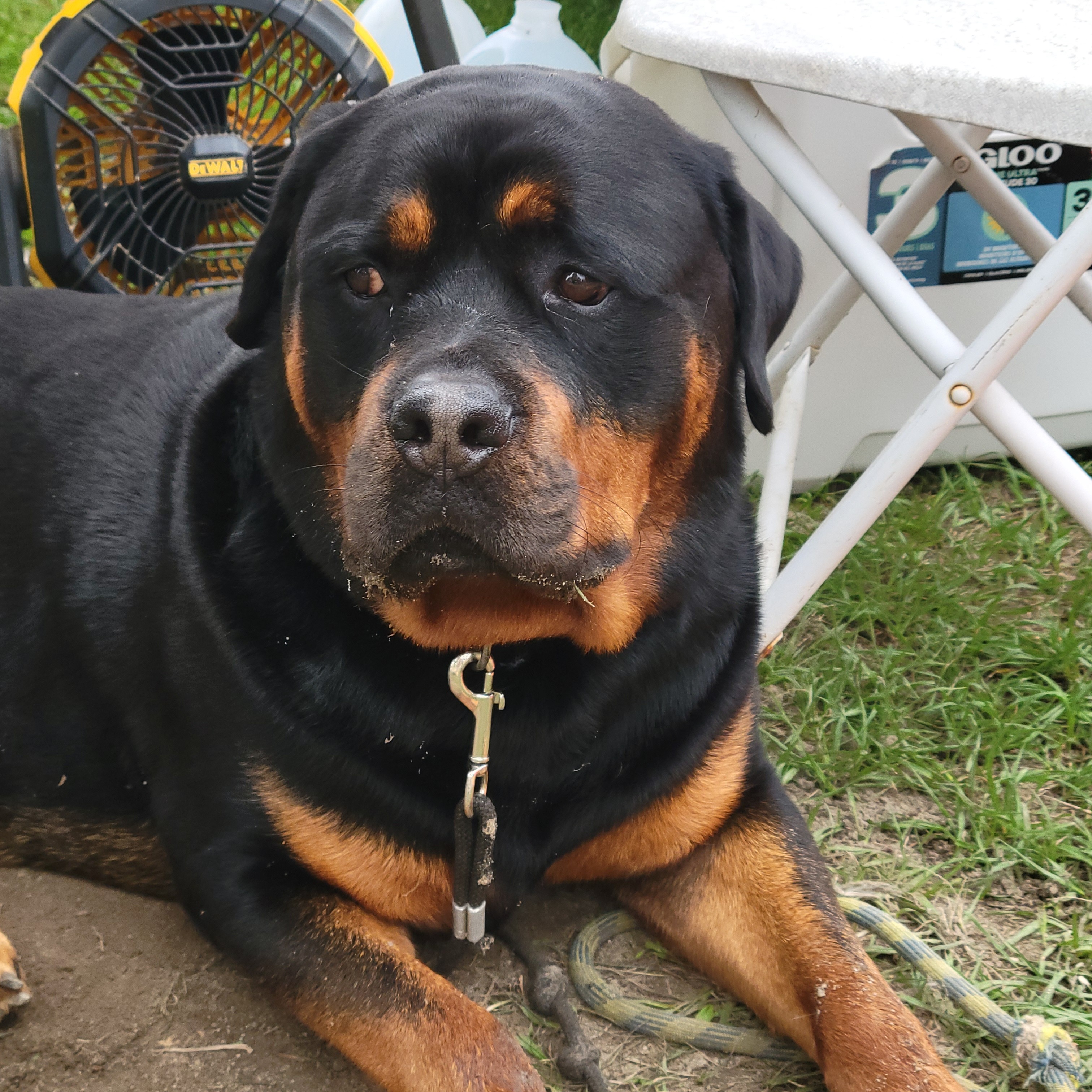 Save Boz: Urgent Medical Help Needed campaign photo, 2 of 5