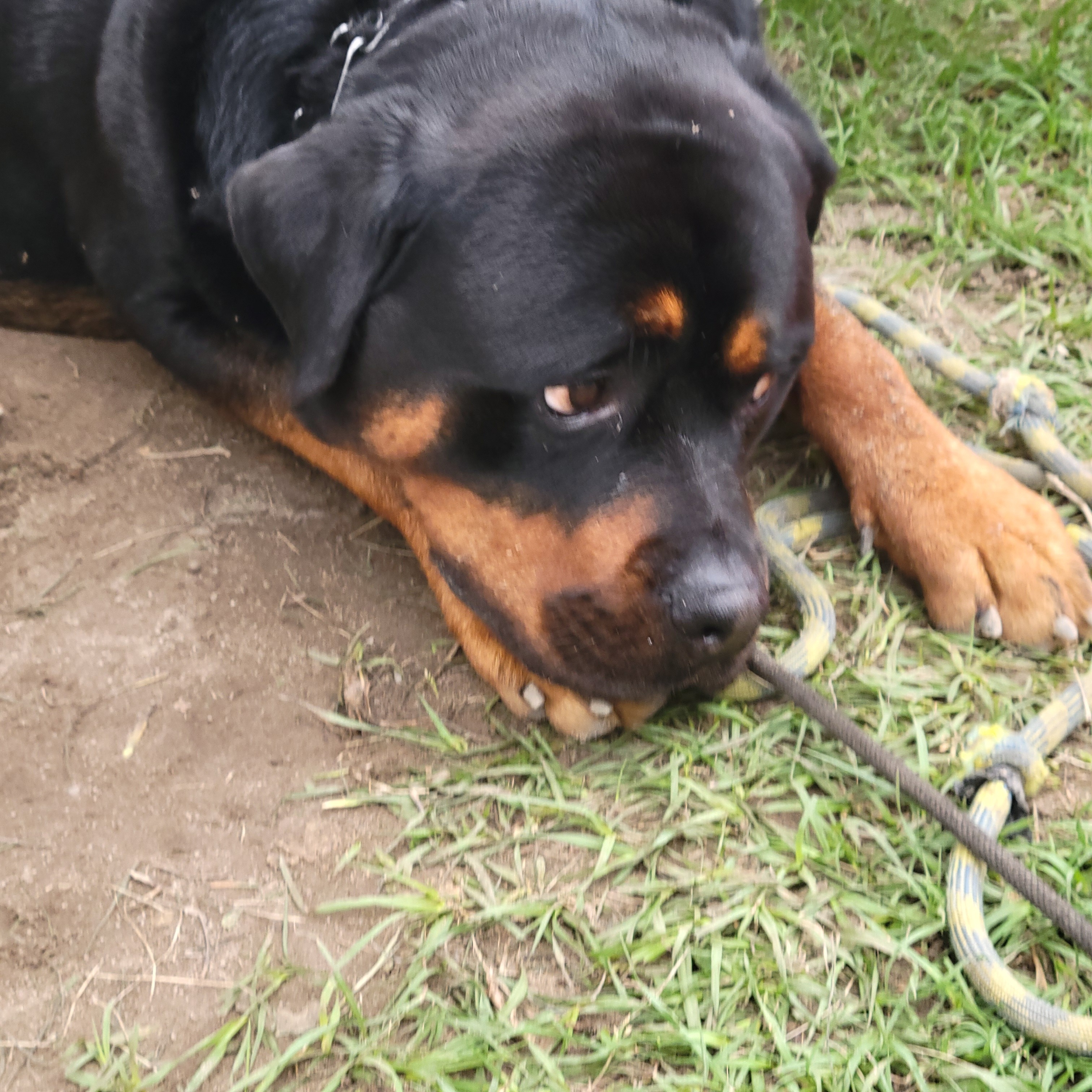 Save Boz: Urgent Medical Help Needed campaign photo, 5 of 5