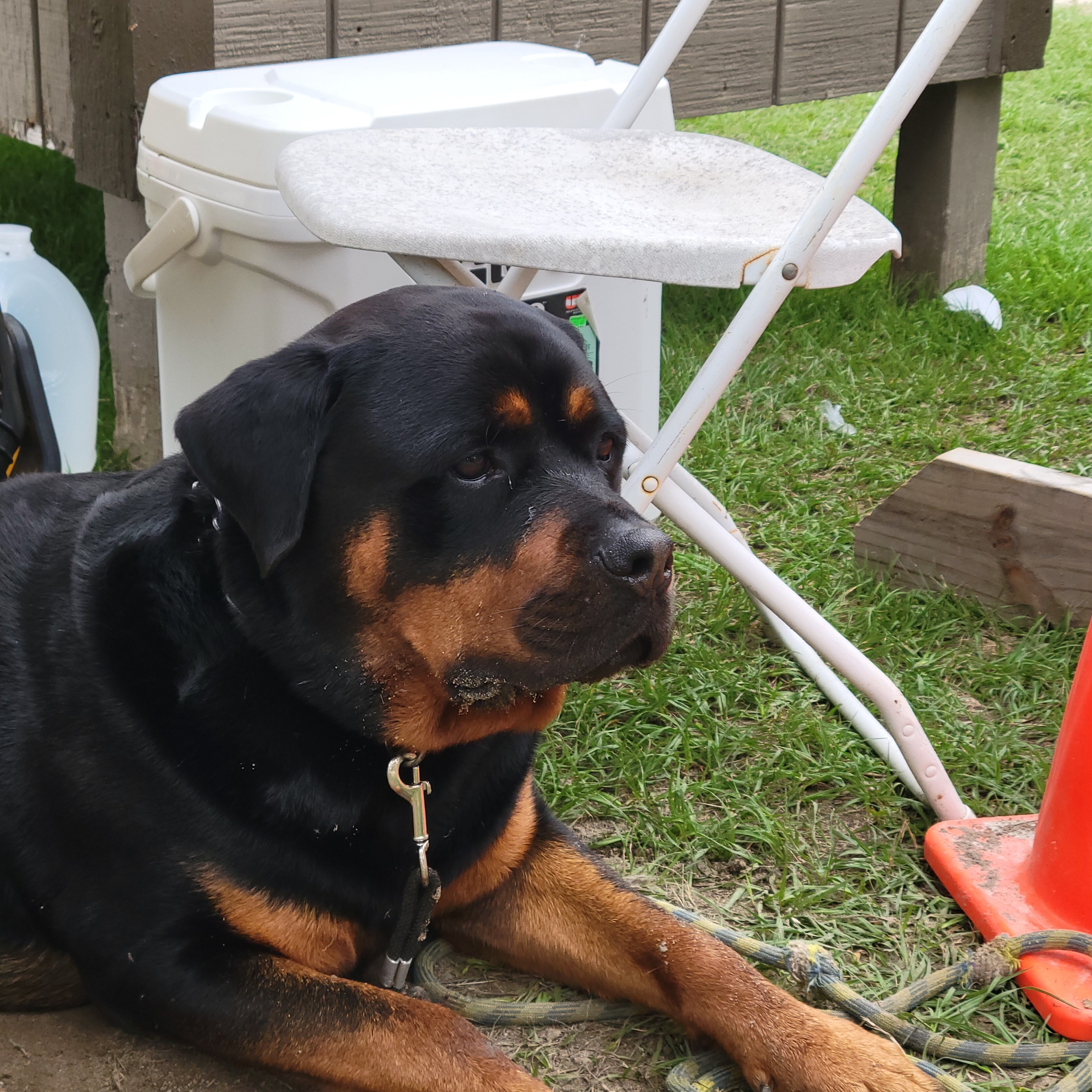 Save Boz: Urgent Medical Help Needed campaign photo, 4 of 5
