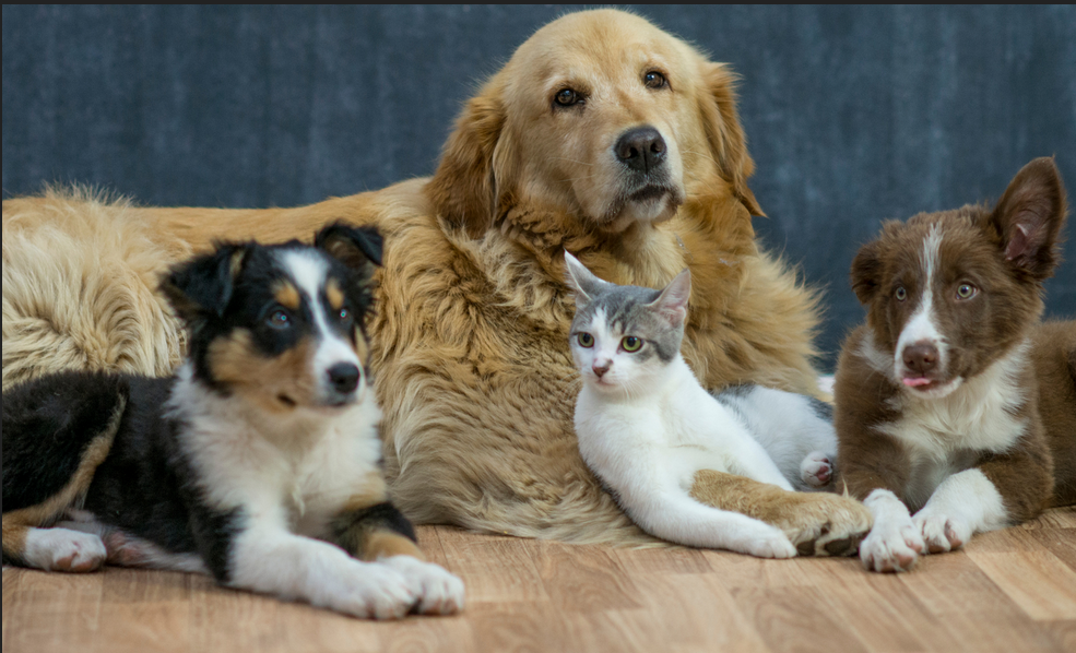 Music for Paws - Support Somerset Regional Animal Shelter campaign photo, 4 of 5