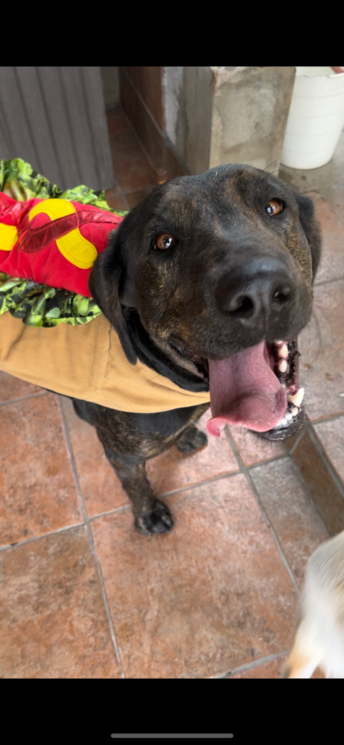Bailey Needs Your Help for Surgery campaign photo, 7 of 8
