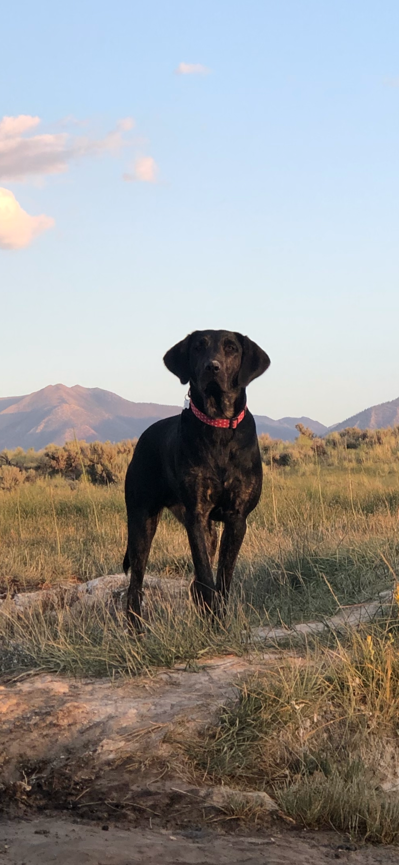 Bailey Needs Your Help for Surgery campaign photo, 2 of 8