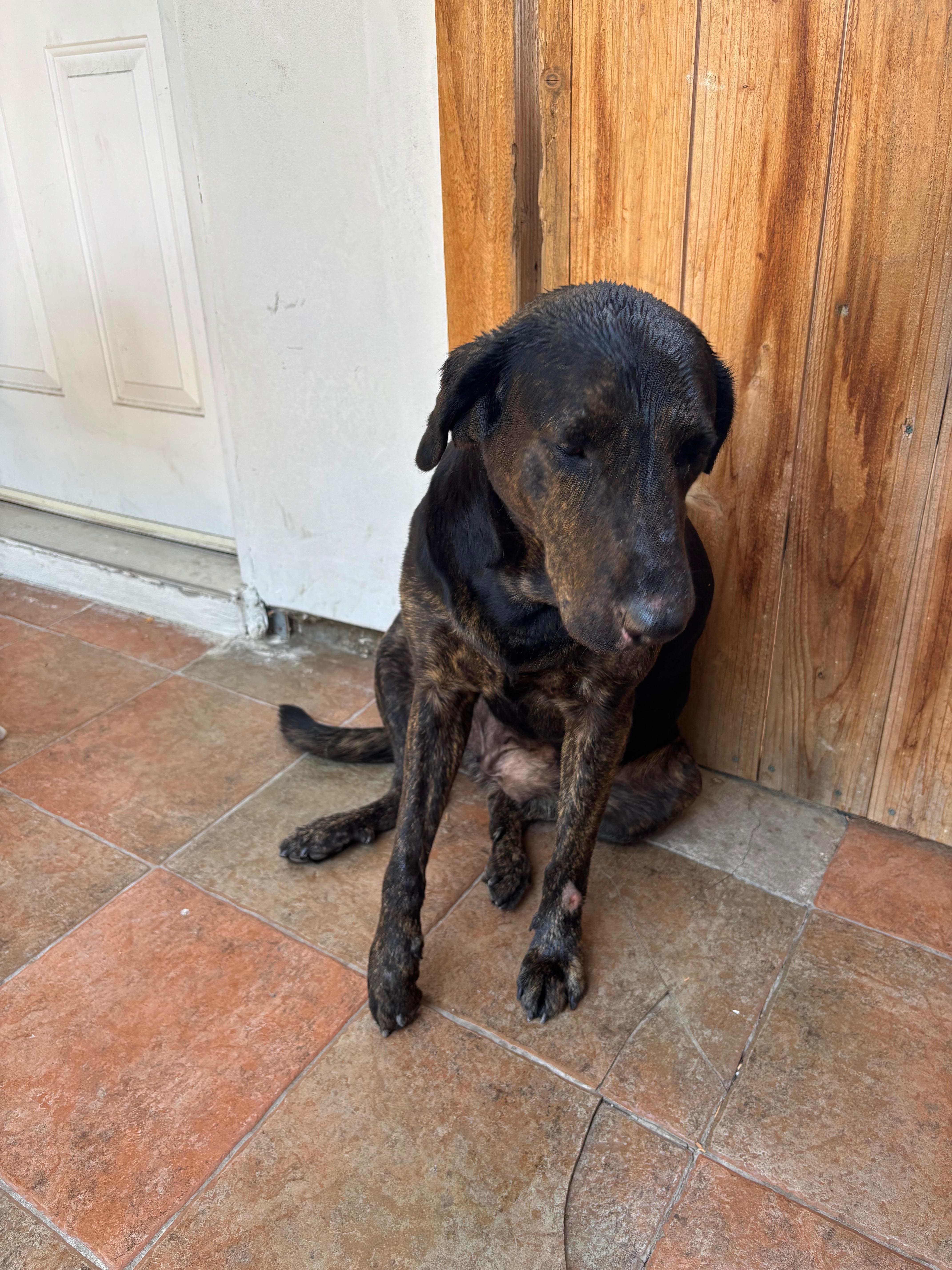 Bailey Needs Your Help for Surgery campaign photo, 4 of 8