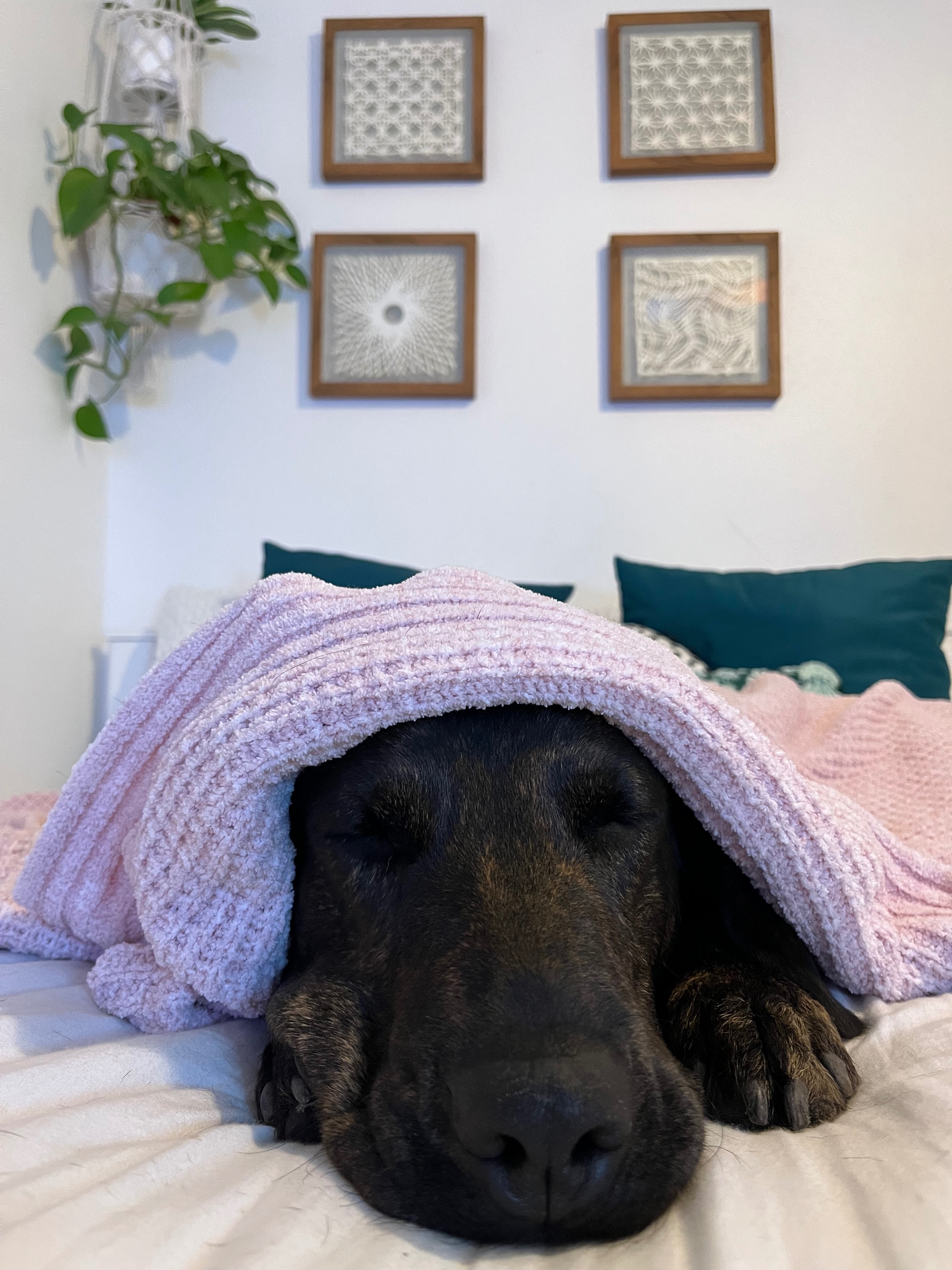 Bailey Needs Your Help for Surgery campaign photo, 5 of 8