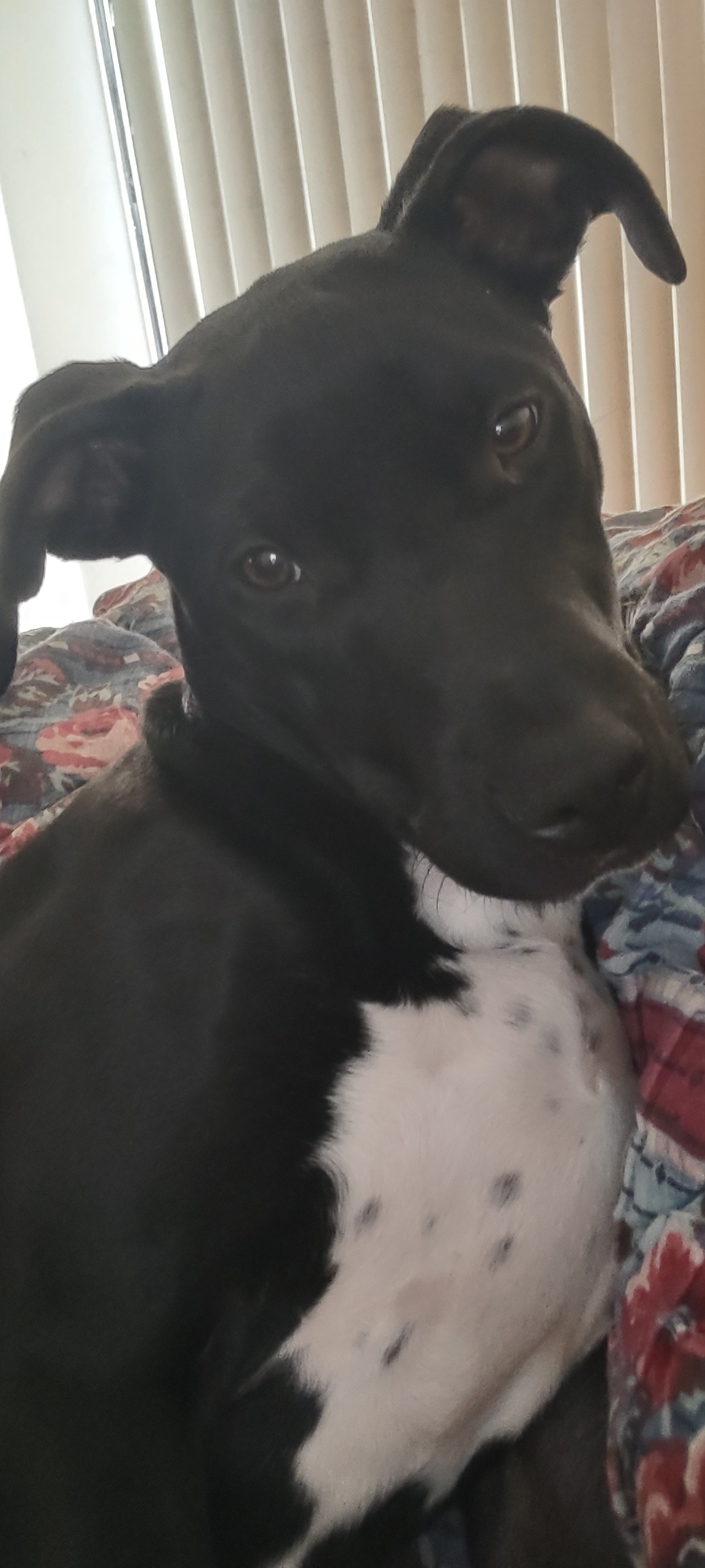 Help DeeOhGee Get Urgent Veterinary Care campaign photo, 7 of 8
