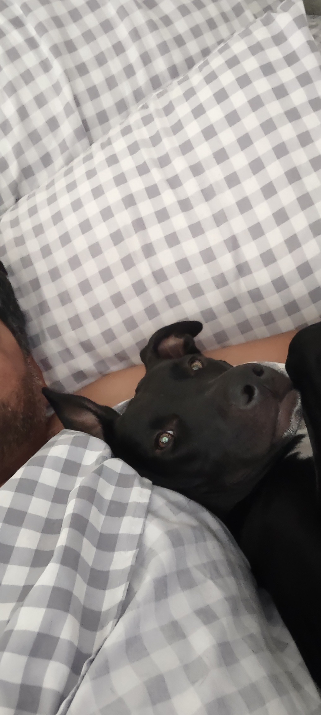 Help DeeOhGee Get Urgent Veterinary Care campaign photo, 2 of 8