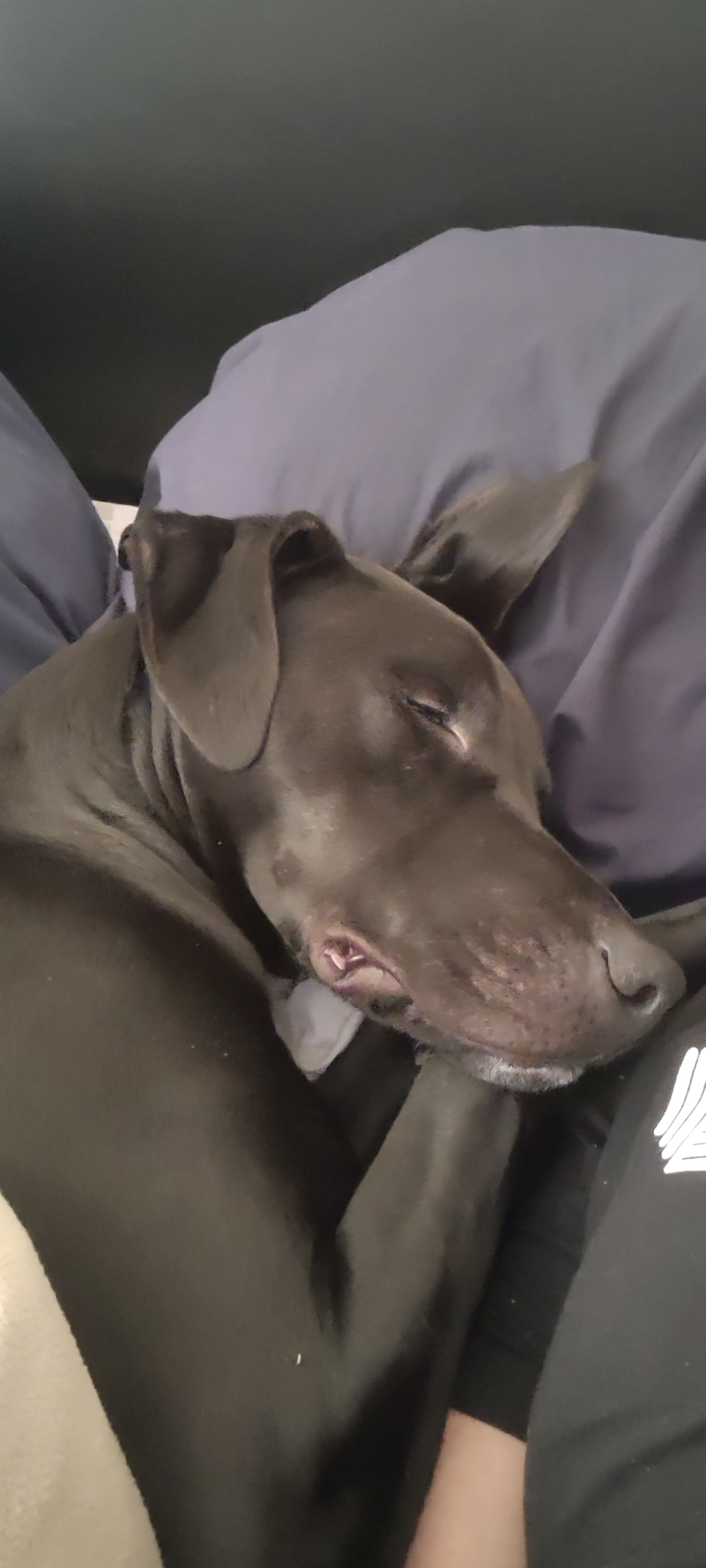 Help DeeOhGee Get Urgent Veterinary Care campaign photo, 4 of 8