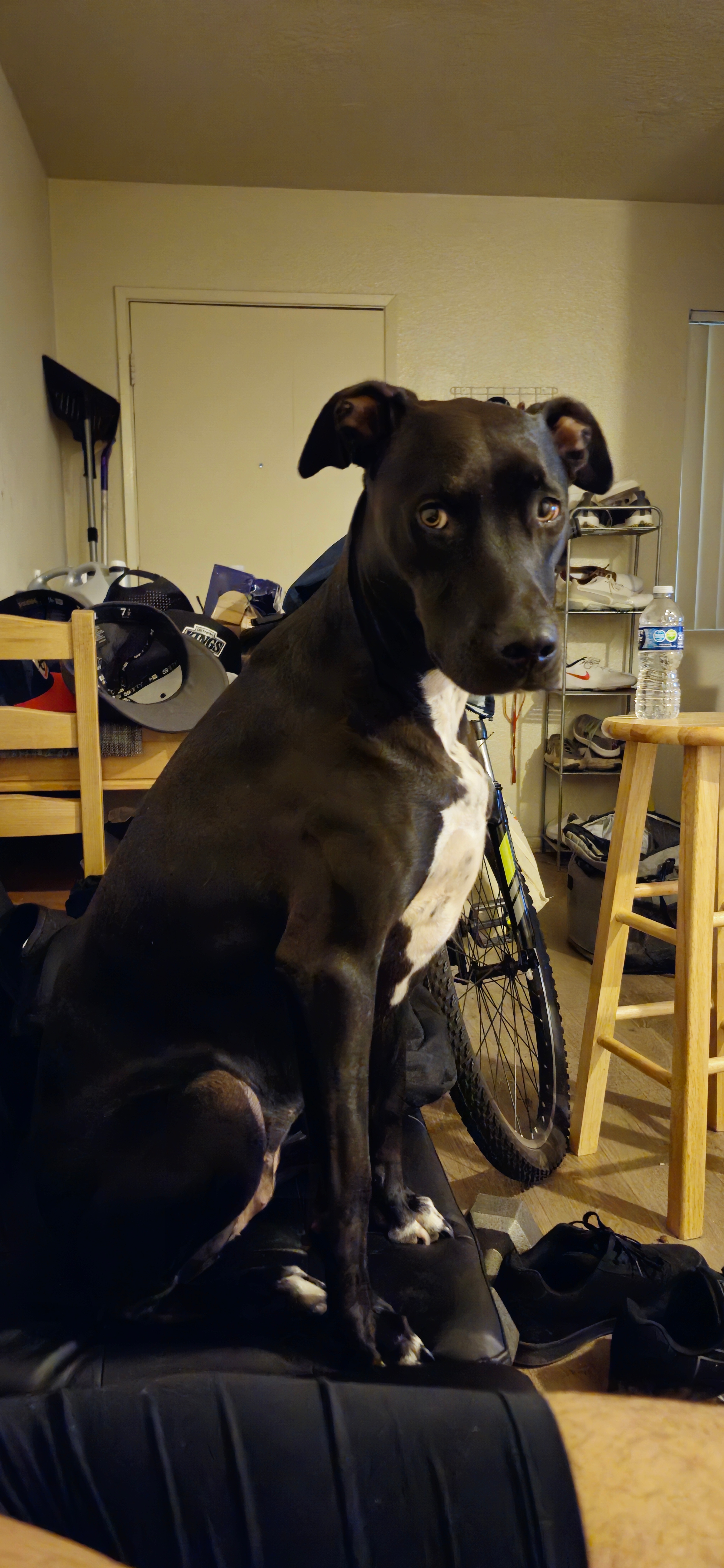 Help DeeOhGee Get Urgent Veterinary Care campaign photo, 6 of 8