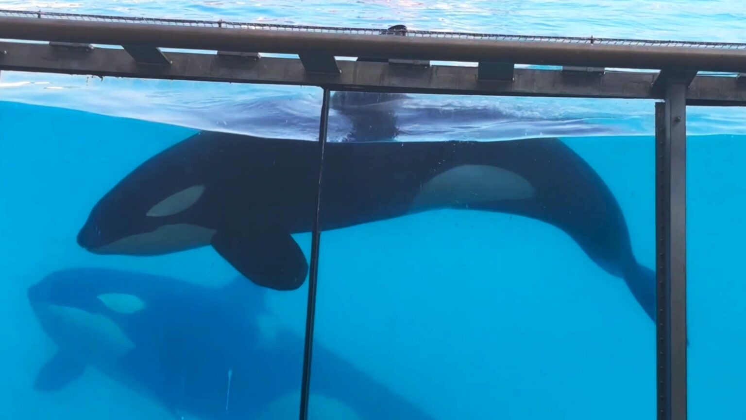 A Future for Captive Whales campaign photo, 2 of 4
