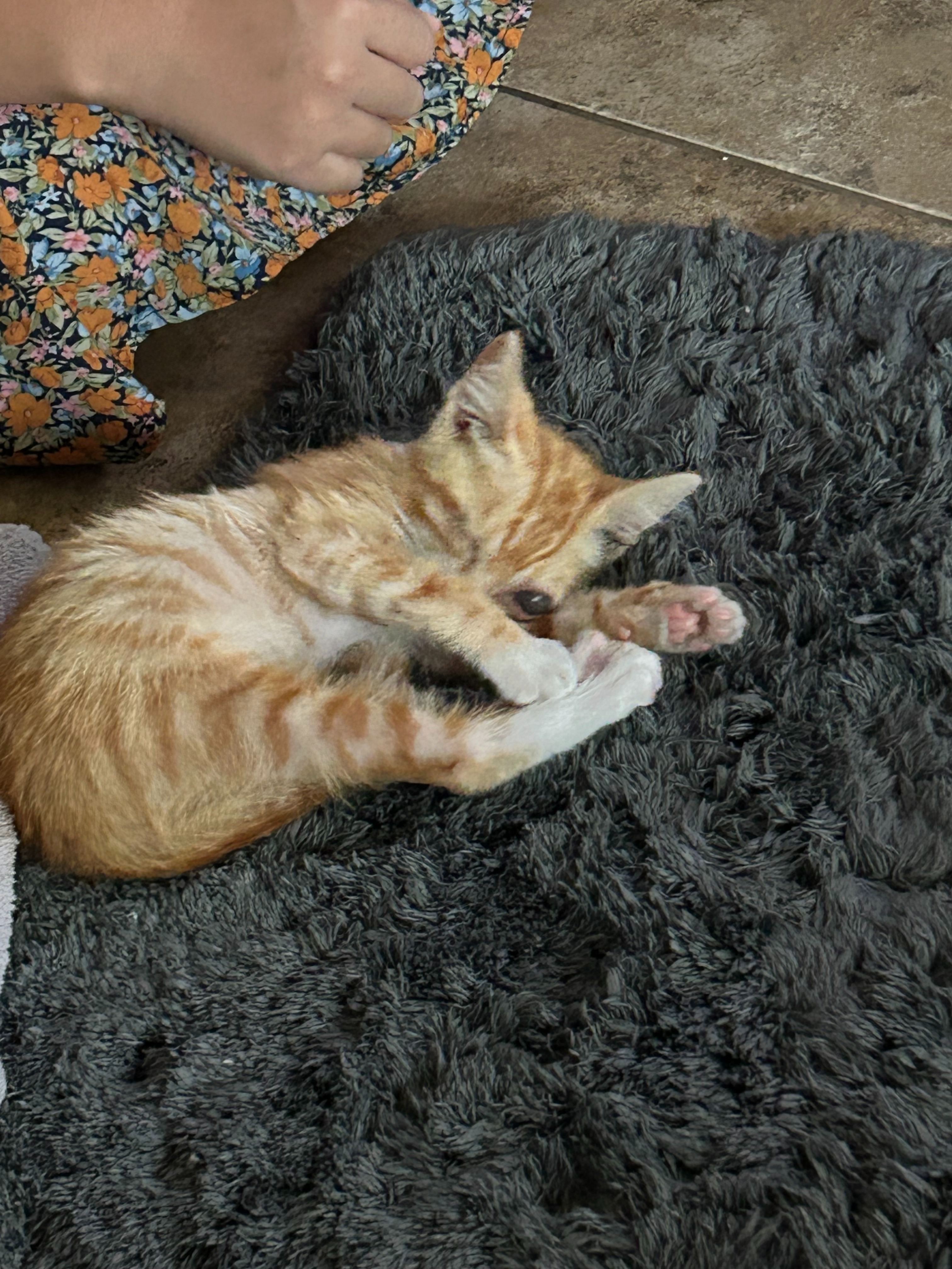 Help Ms. Vang's Kitten Get Eye Surgery campaign photo, 2 of 8