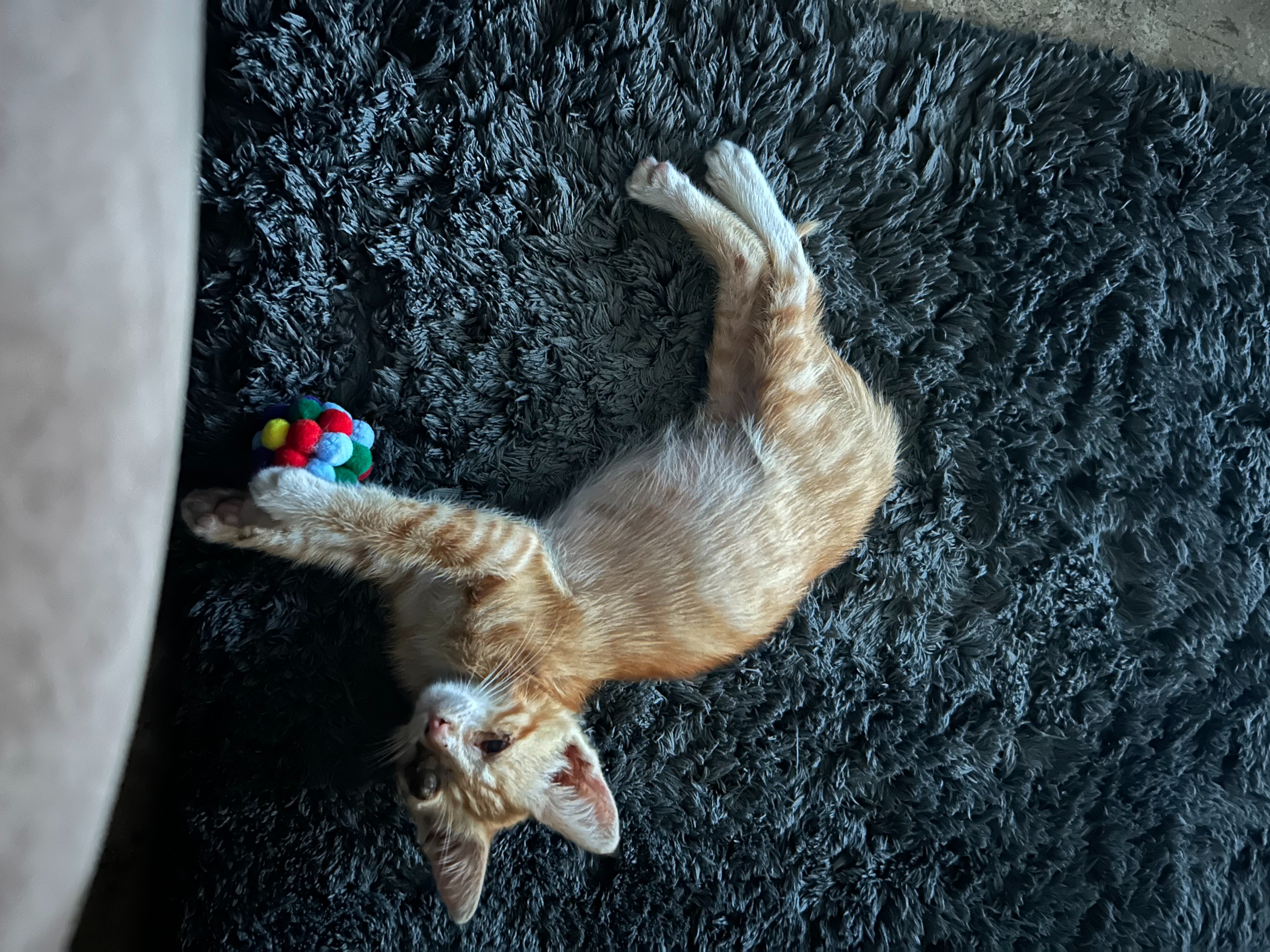 Help Ms. Vang's Kitten Get Eye Surgery campaign photo, 4 of 8