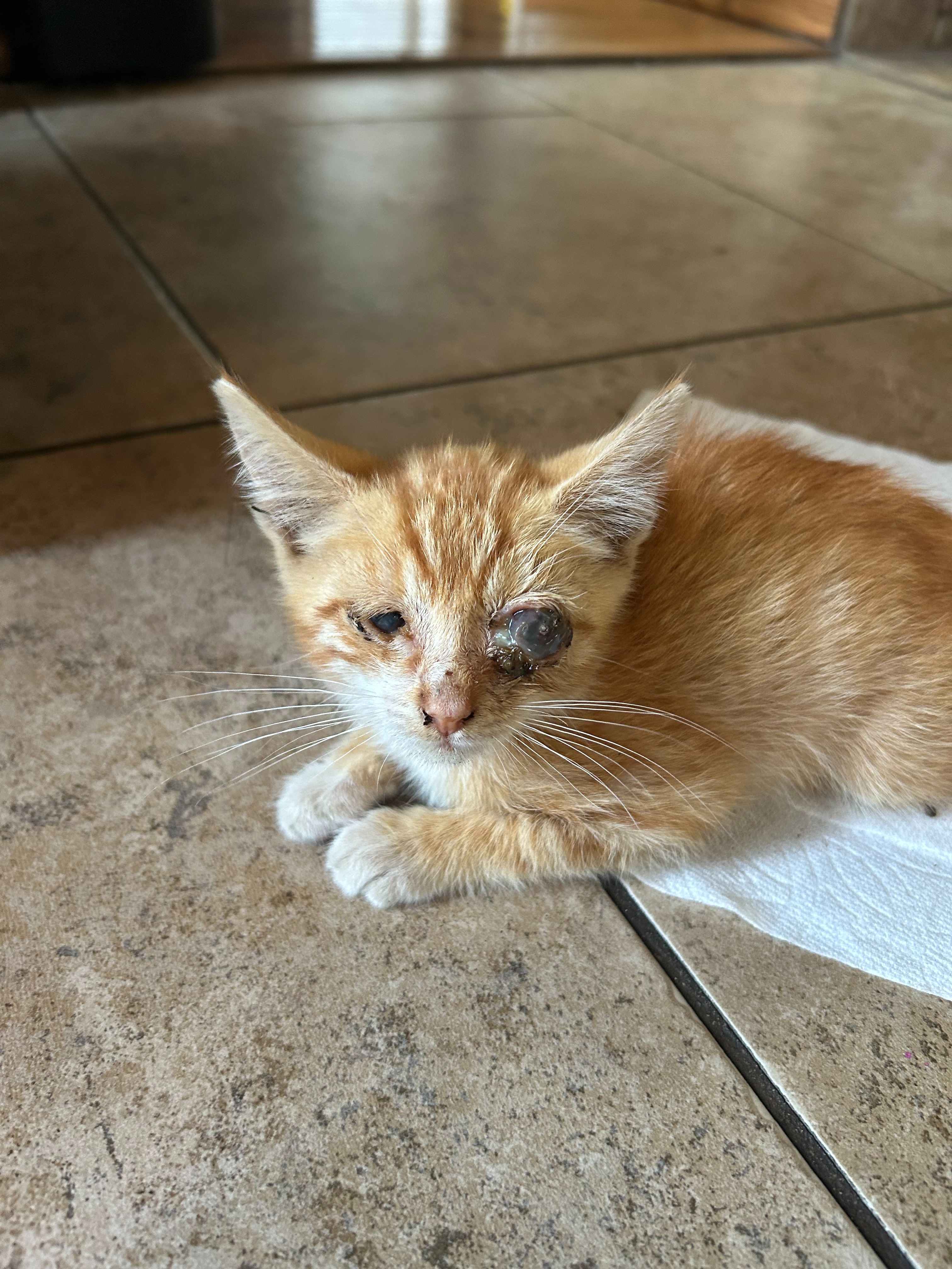 Help Ms. Vang's Kitten Get Eye Surgery campaign photo, 6 of 8