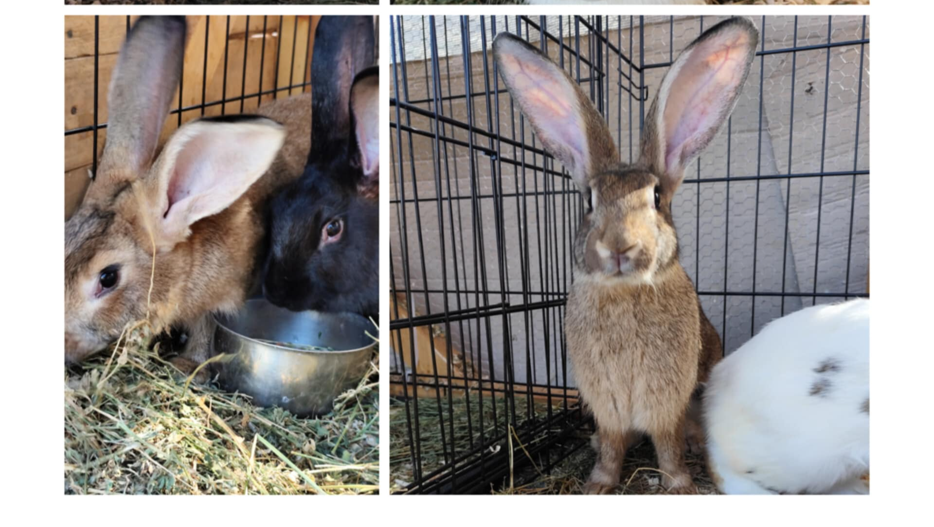 Help Wildfire-Rescued Rabbits in Greece Get Urgent Vet Care photo