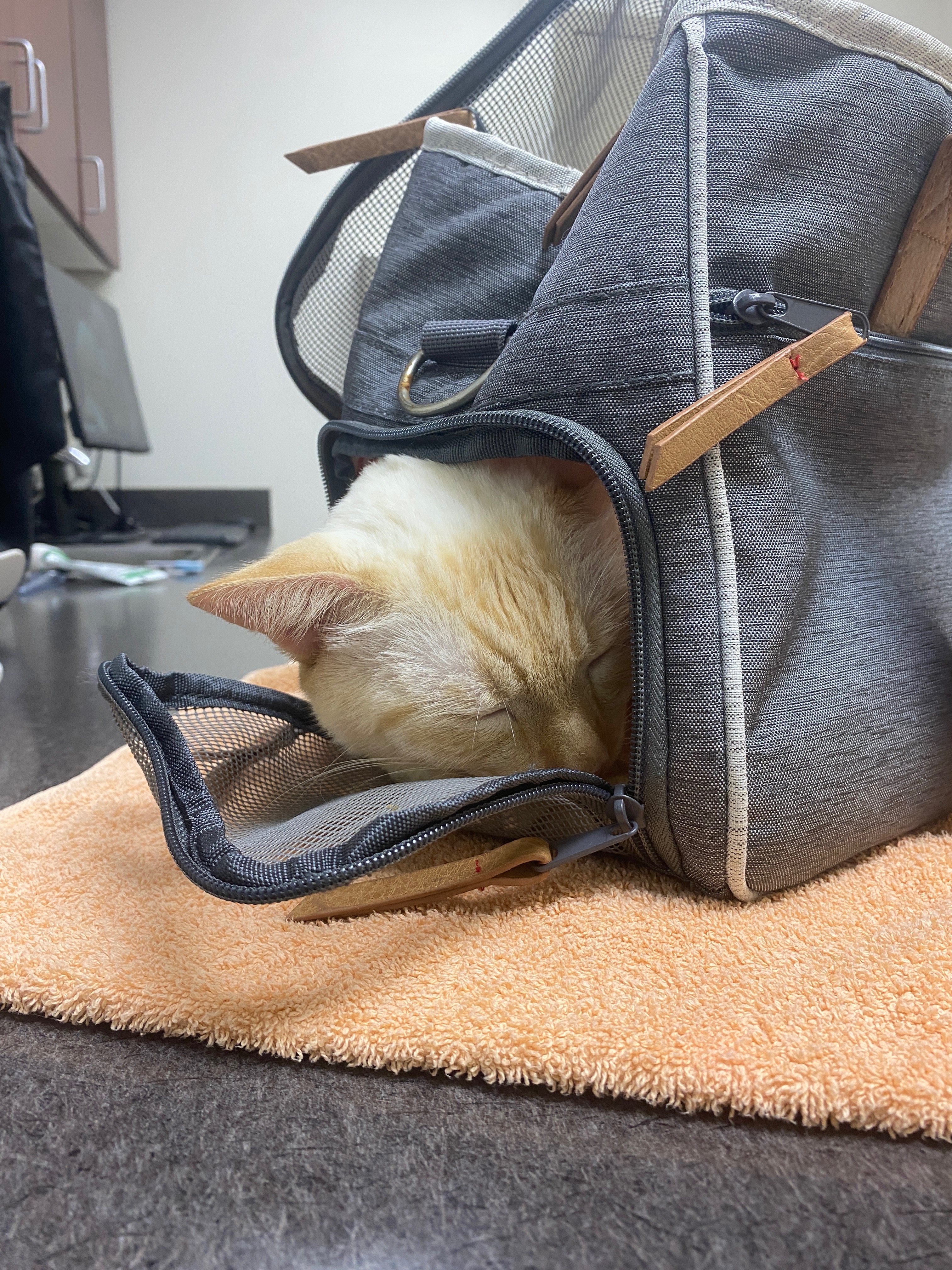 Donate to Save Kenzo's Life campaign photo, 7 of 8