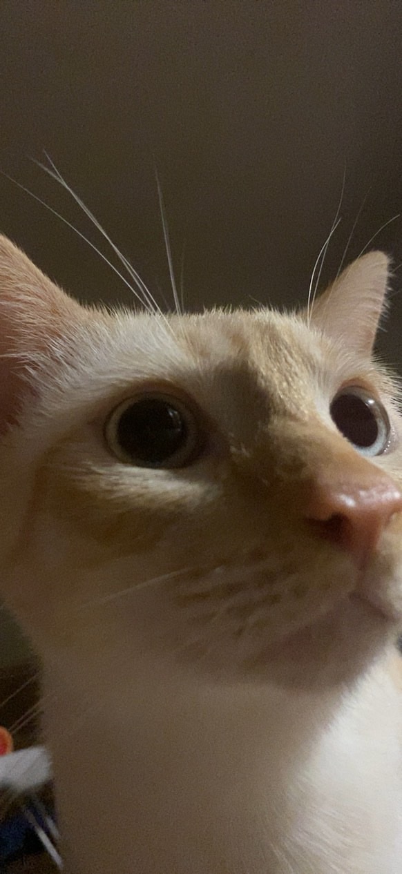 Donate to Save Kenzo's Life campaign photo, 4 of 8