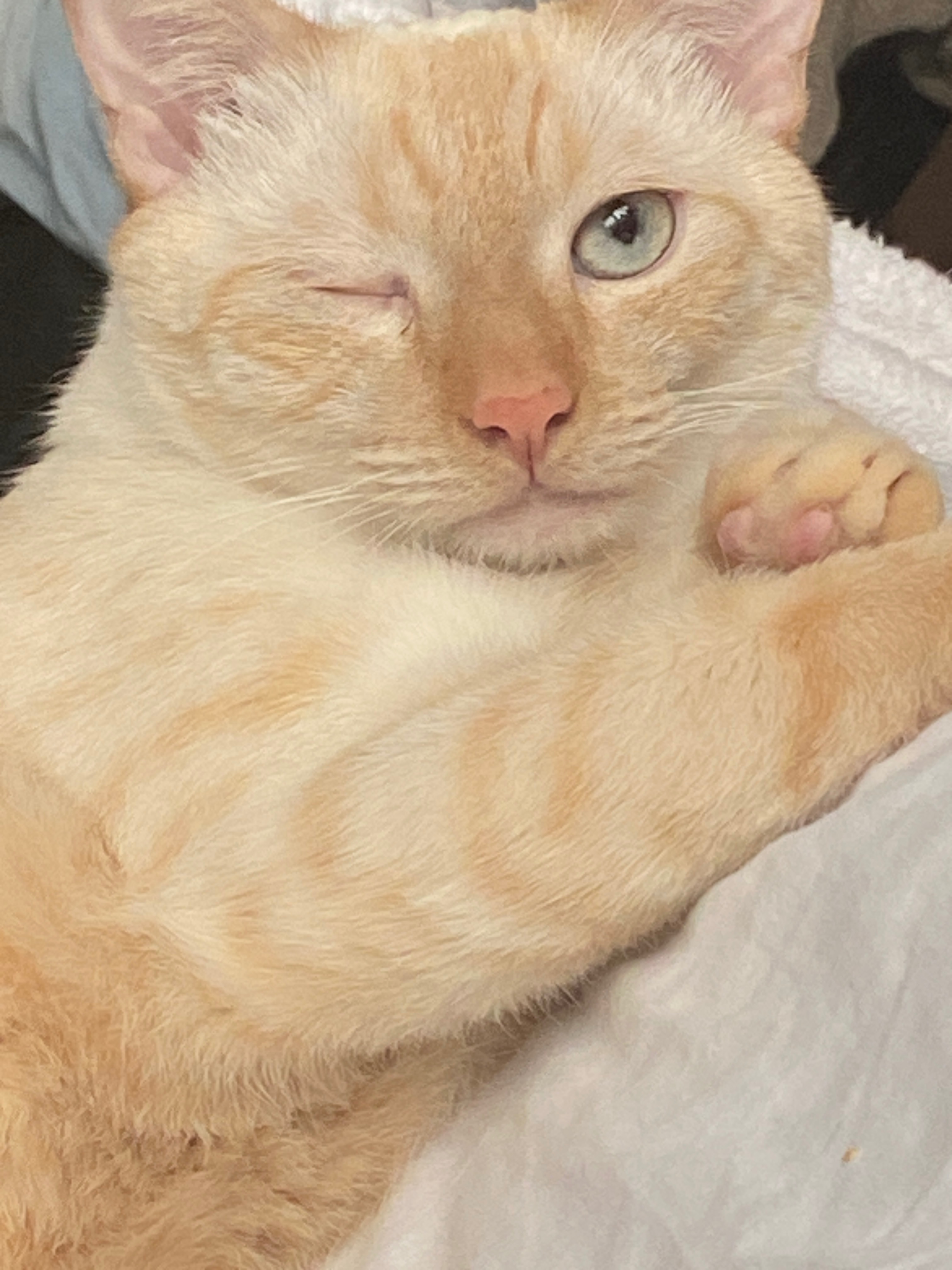 Donate to Save Kenzo's Life campaign photo, 5 of 8