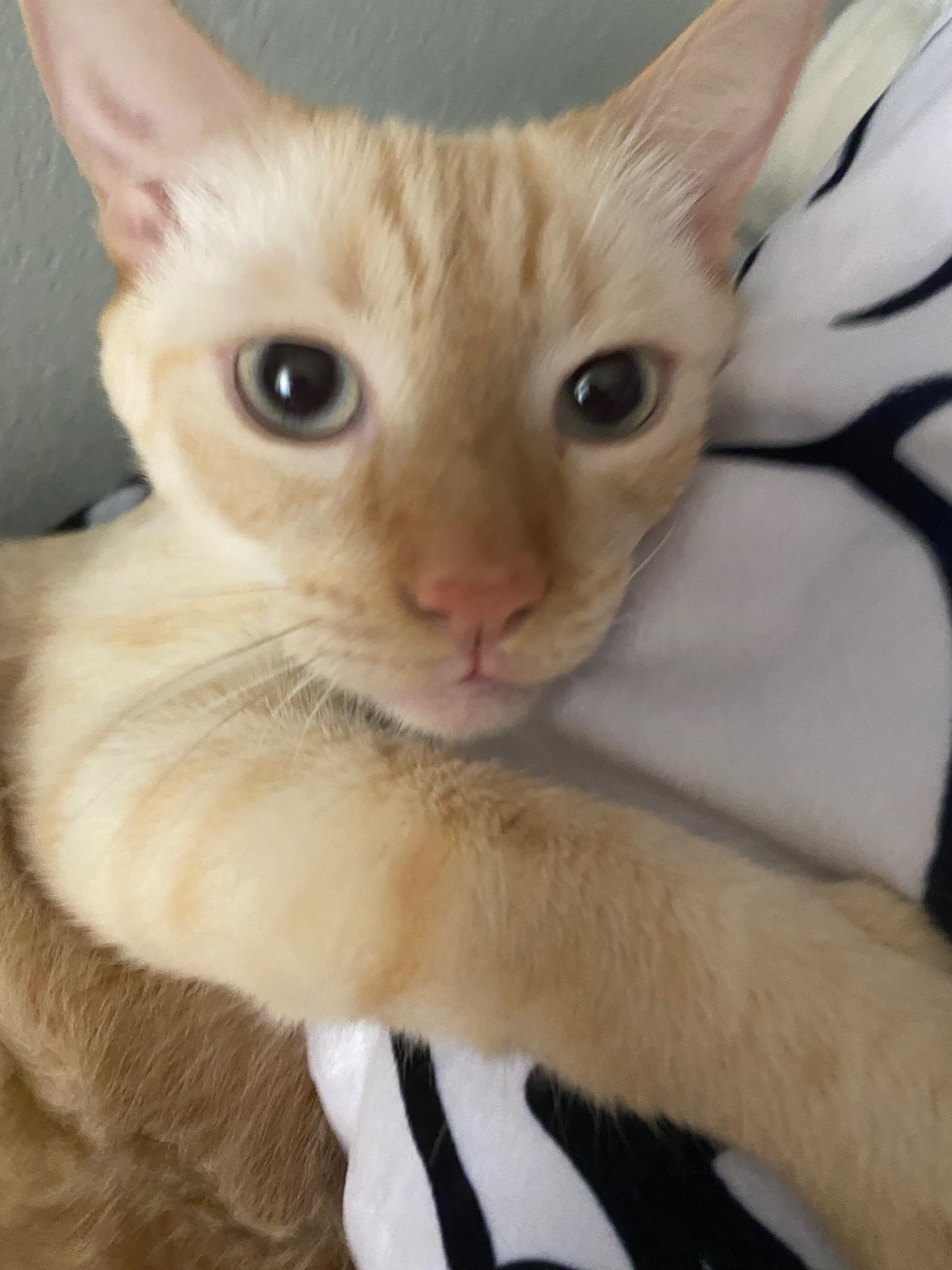Donate to Save Kenzo's Life campaign photo, 6 of 8