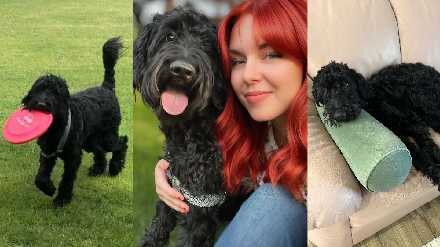 Help Save Tonks: Assistance With Vet Bills Needed campaign photo, 7 of 8