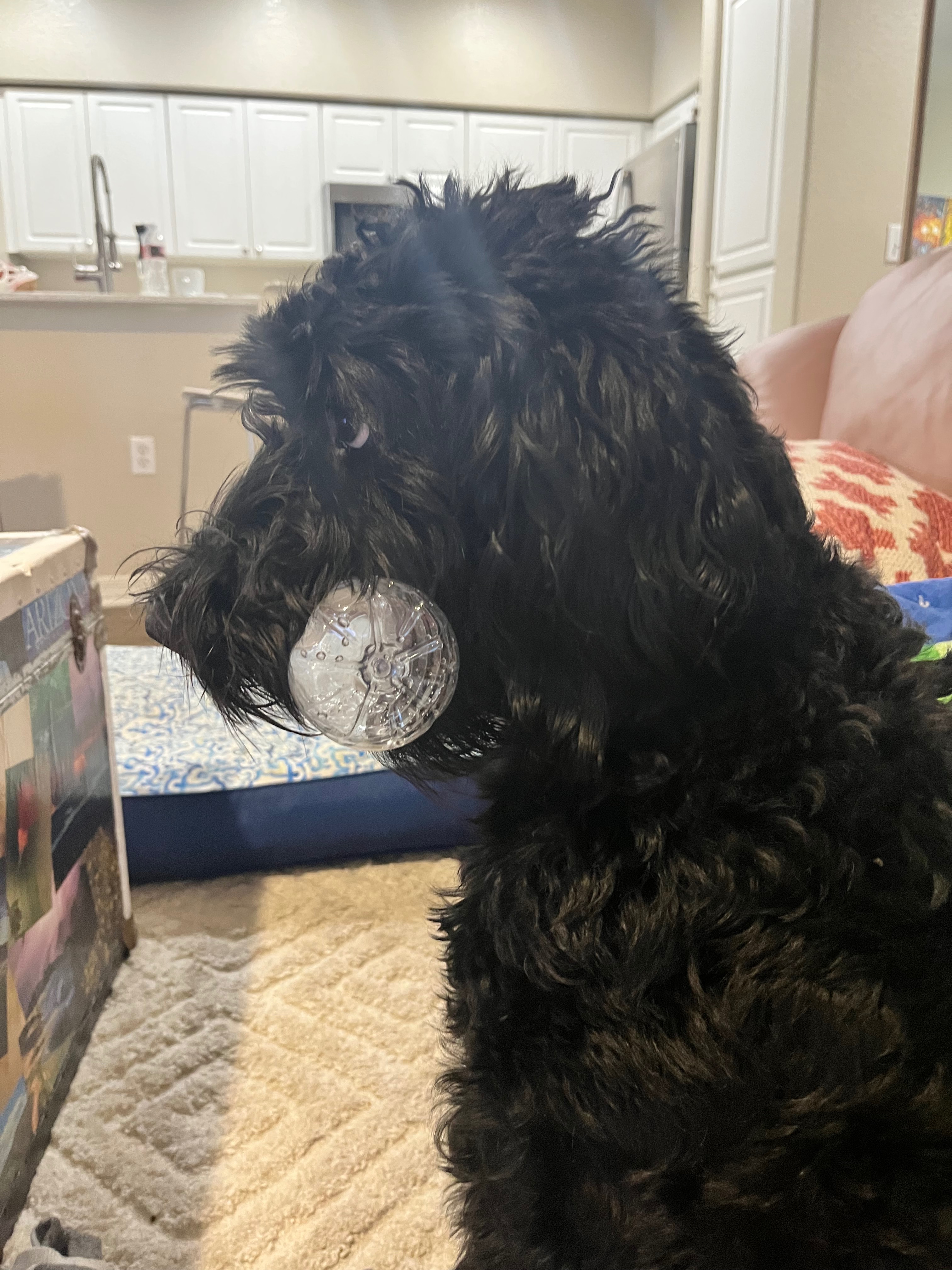 Help Save Tonks: Assistance With Vet Bills Needed campaign photo, 4 of 8