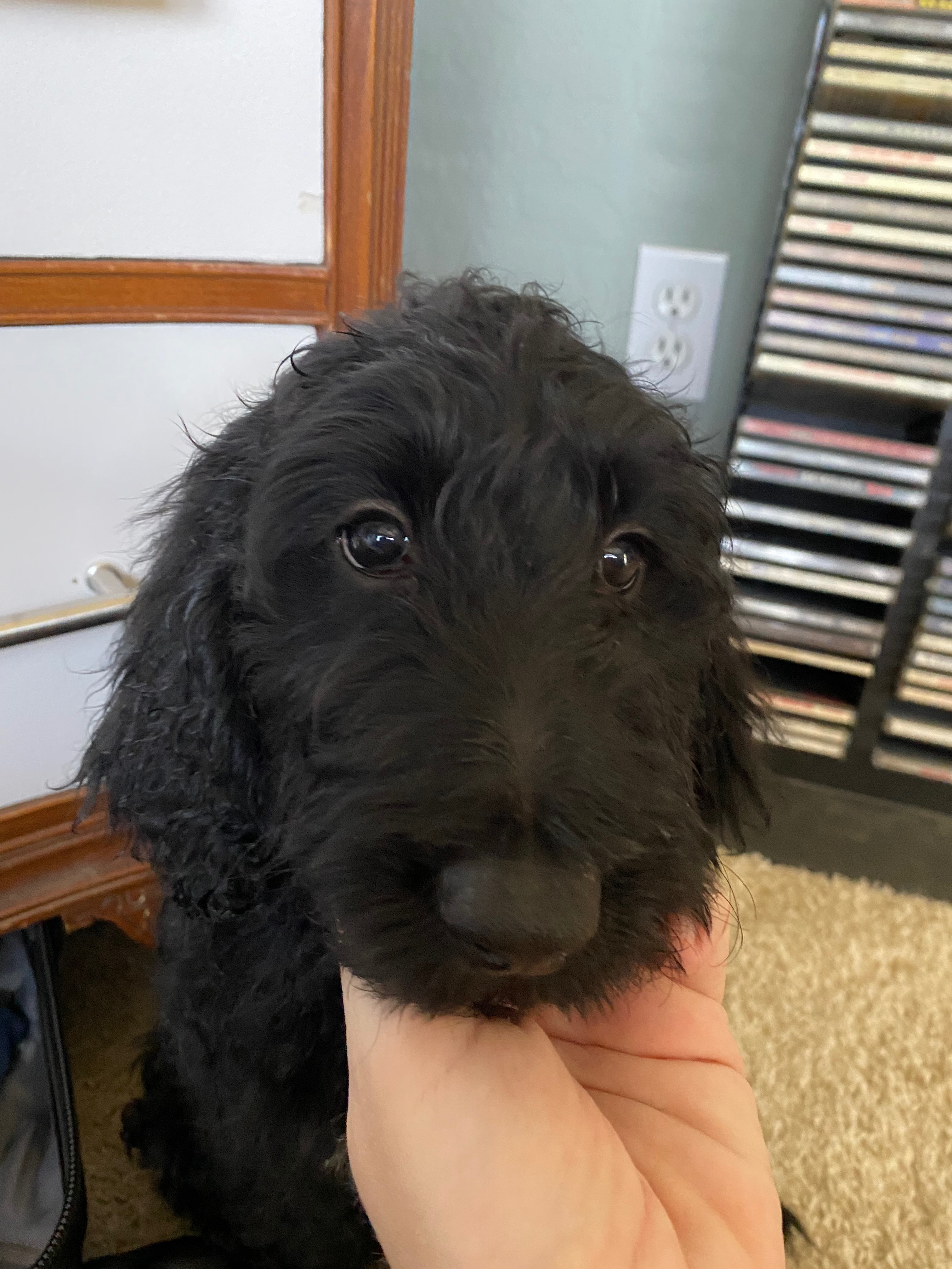 Help Save Tonks: Assistance With Vet Bills Needed campaign photo, 2 of 8