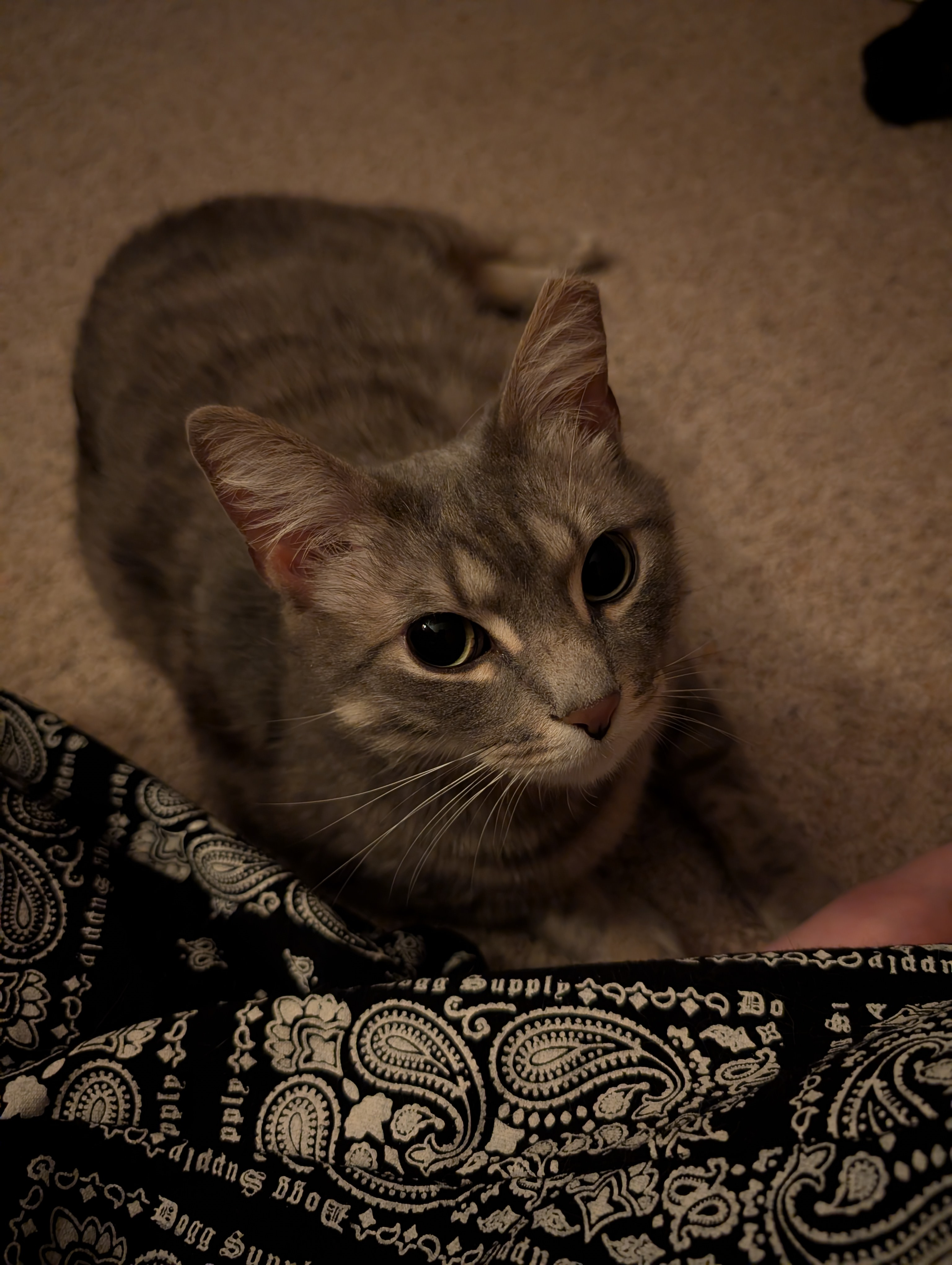 Help Fund Henry's Medical Care campaign photo, 6 of 7