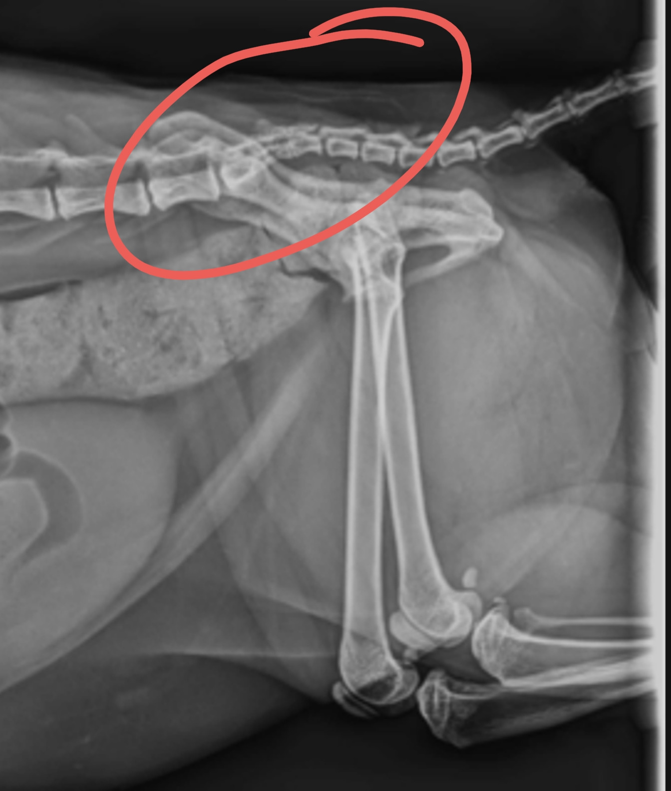 Help Fund Henry's Medical Care campaign photo, 5 of 7