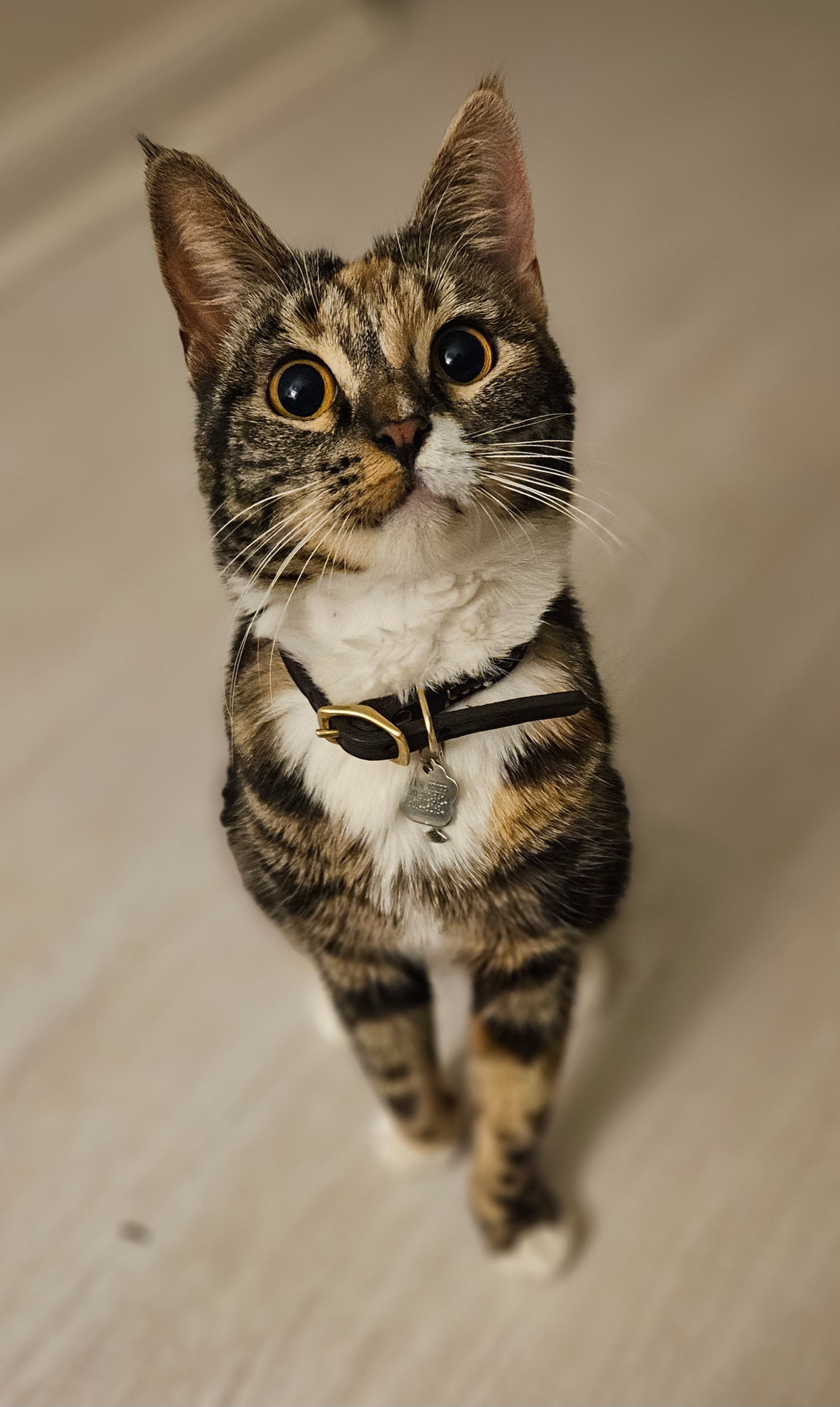 Help Mew Get Life-Saving Surgery campaign photo, 2 of 4
